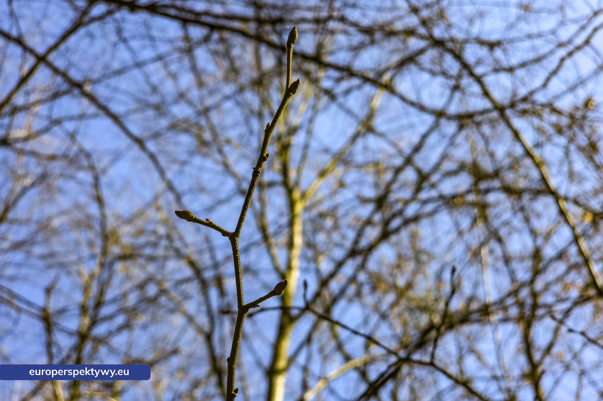 Europerspektywy Przedwiośnie – kiedy natura budzi się do życia