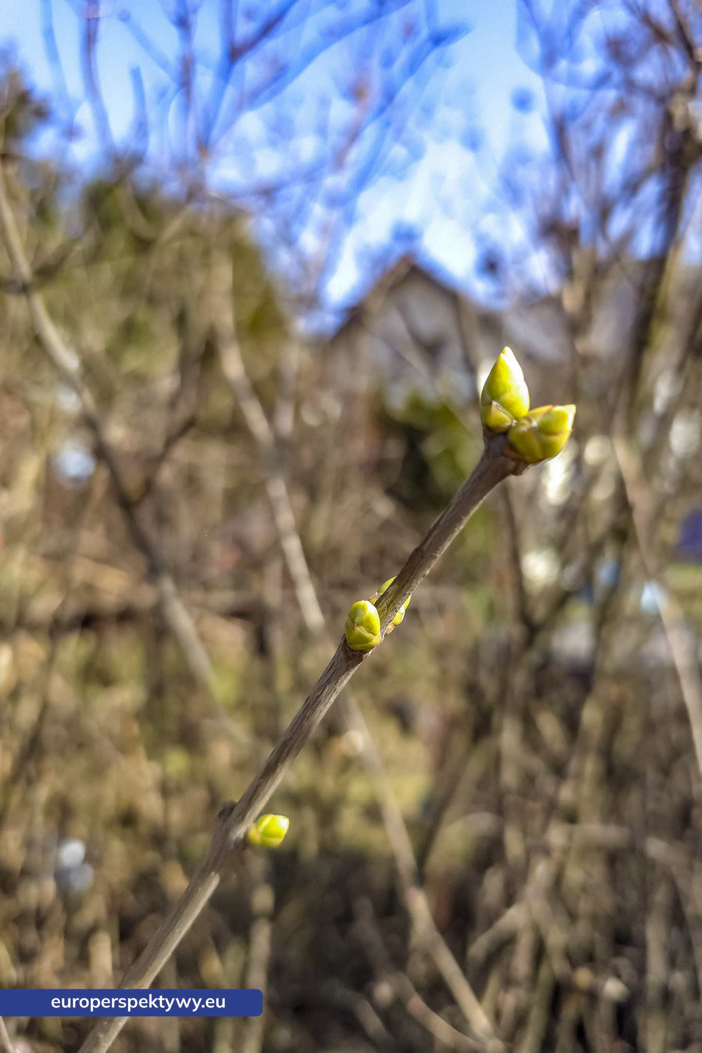 Europerspektywy Przedwiośnie – kiedy natura budzi się do życia