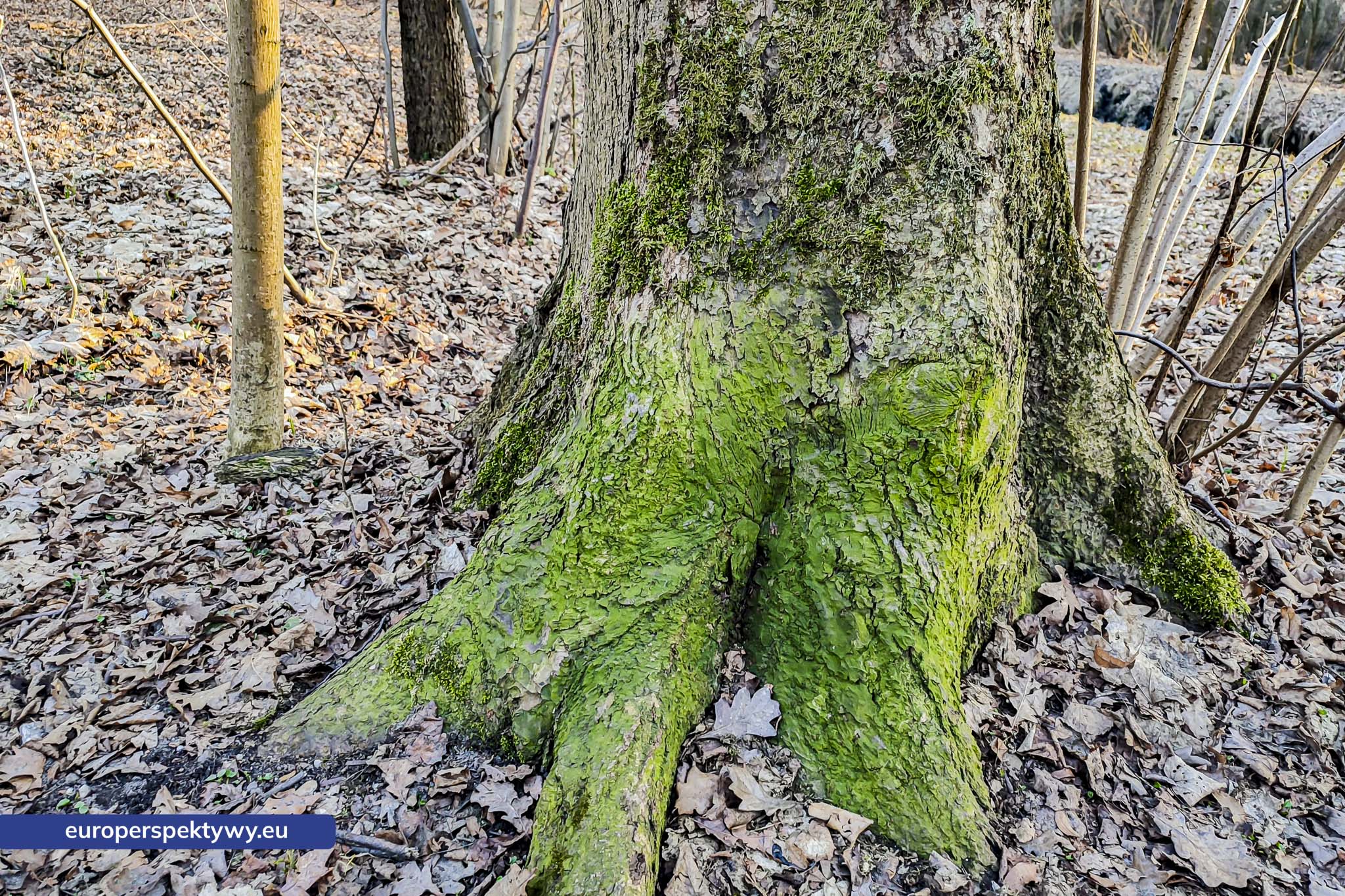 Europerspektywy Mech i jego rola w ekosystemie