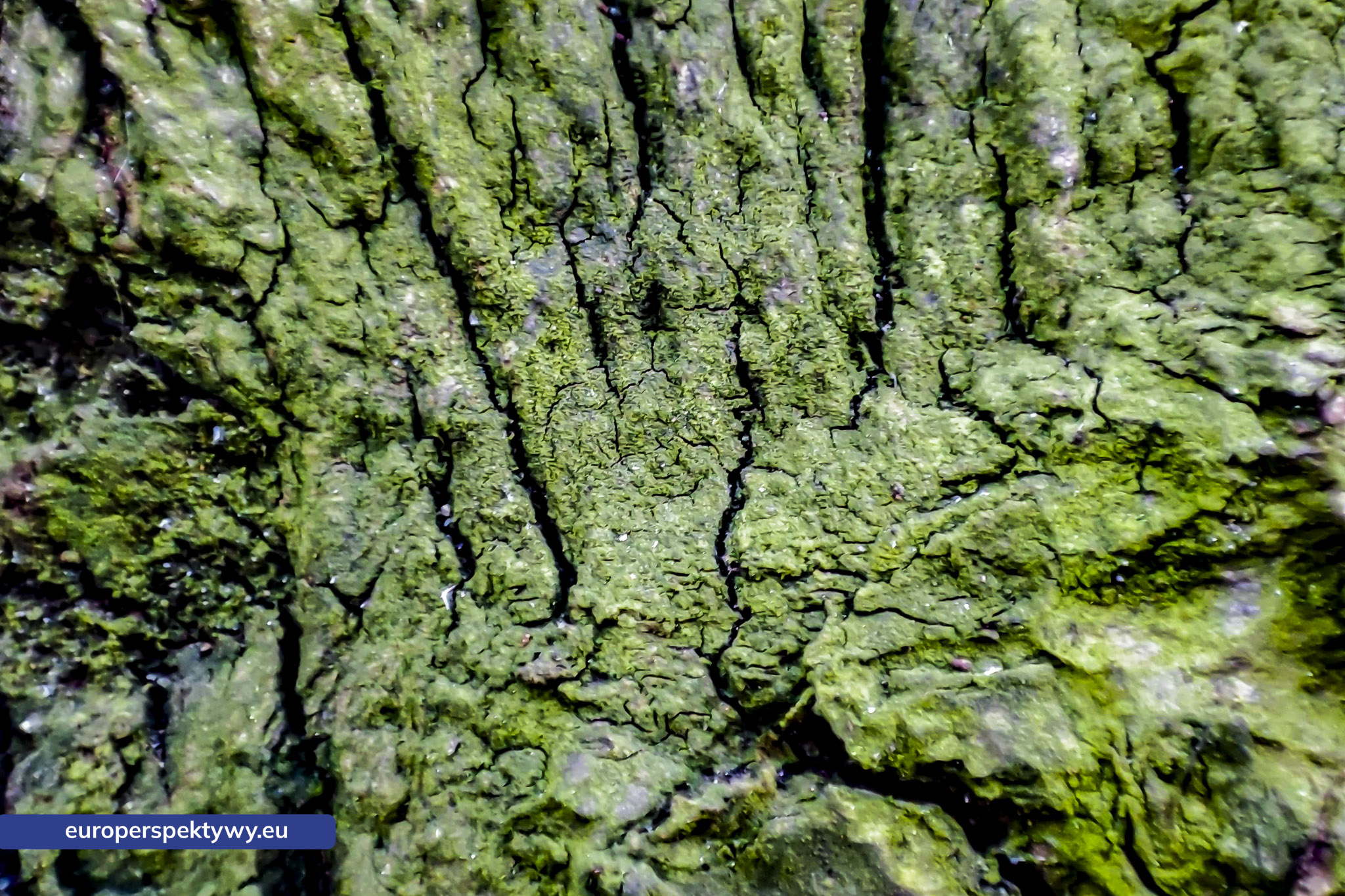 Europerspektywy Mech i jego rola w ekosystemie