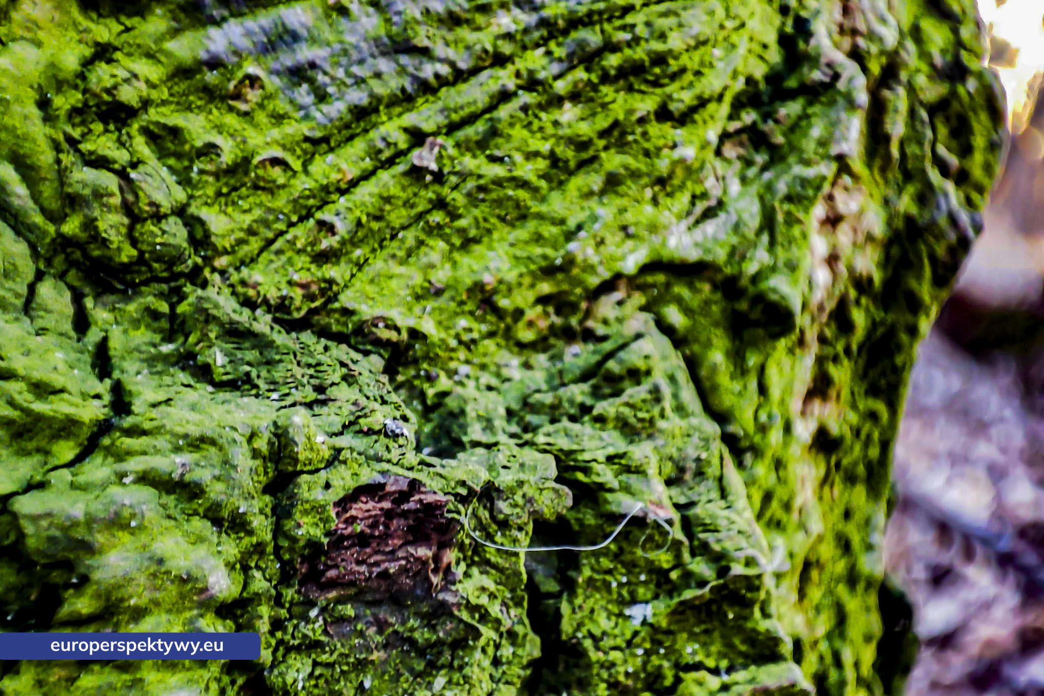 Europerspektywy Mech i jego rola w ekosystemie