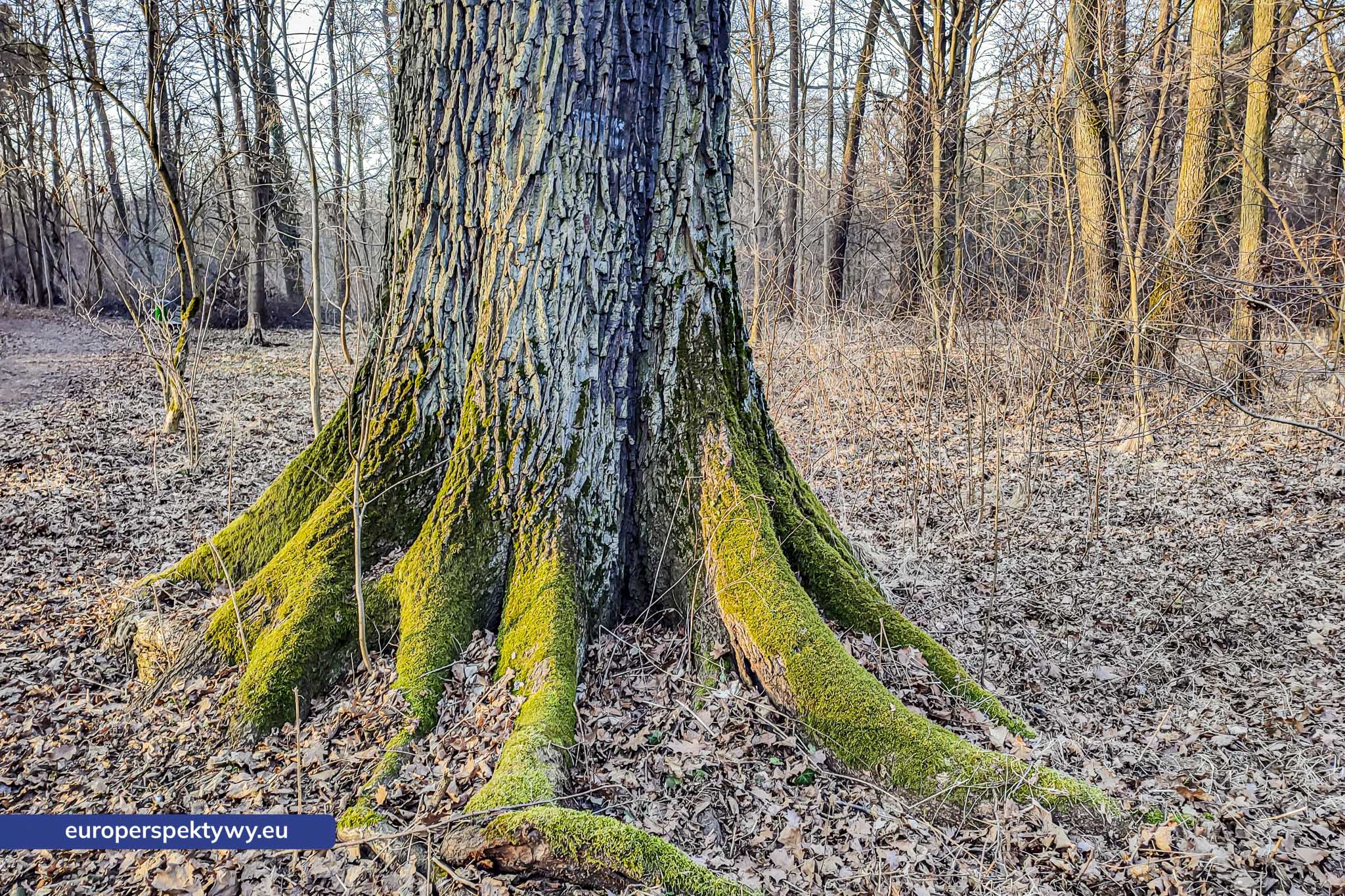 Europerspektywy Park Krajobrazowy Cysterskie Kompozycje Krajobrazowe Rud Wielkich – ekologiczny spacer w sercu Śląska