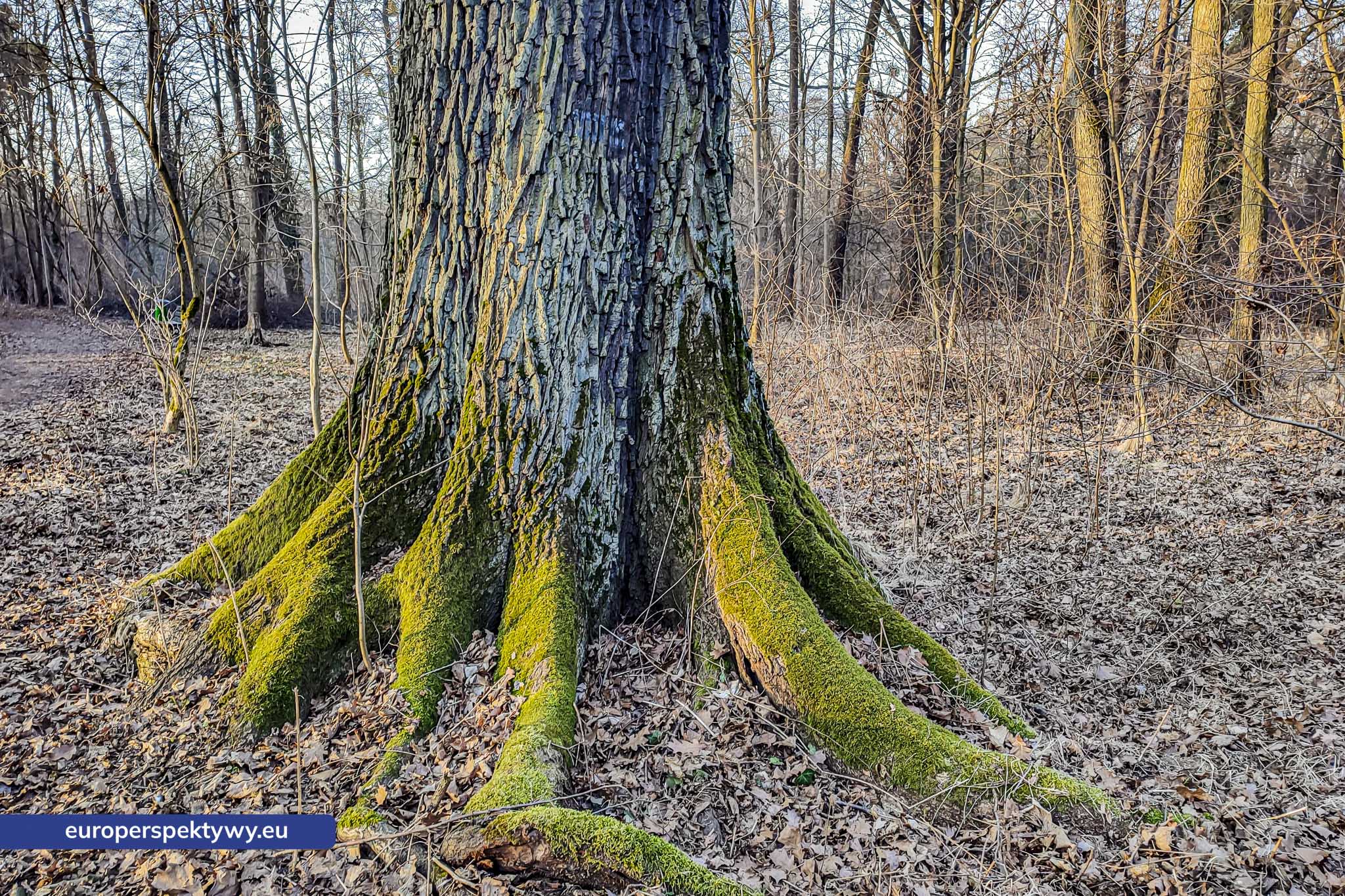 Europerspektywy Mech i jego rola w ekosystemie