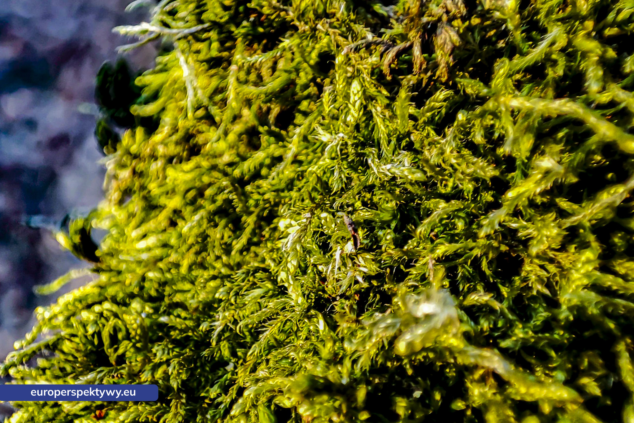 Europerspektywy Mech i jego rola w ekosystemie