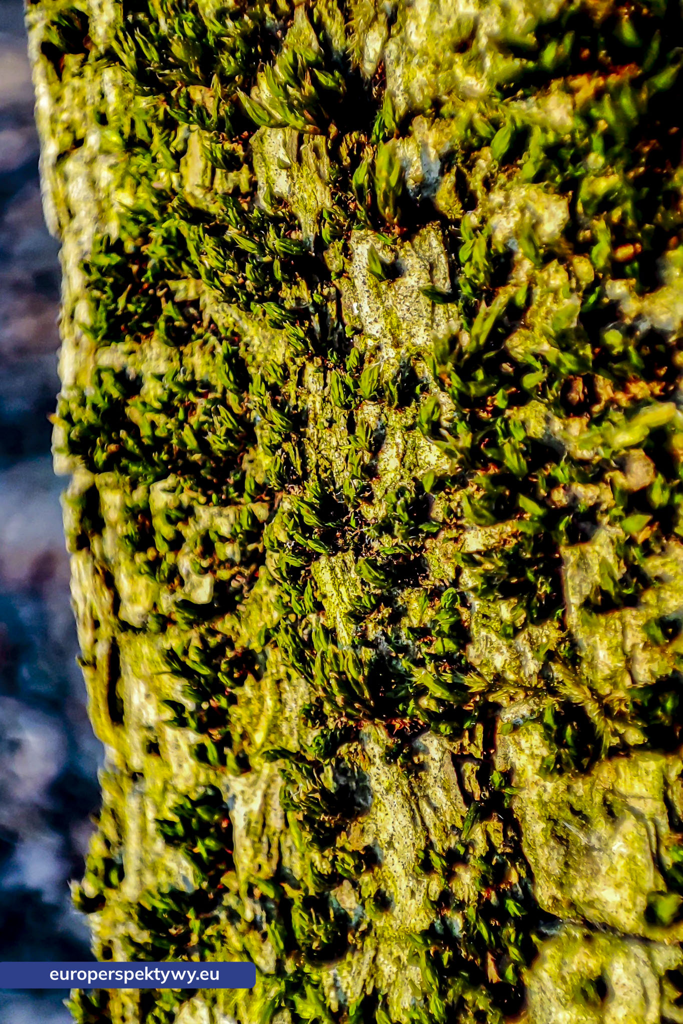 Europerspektywy Mech i jego rola w ekosystemie