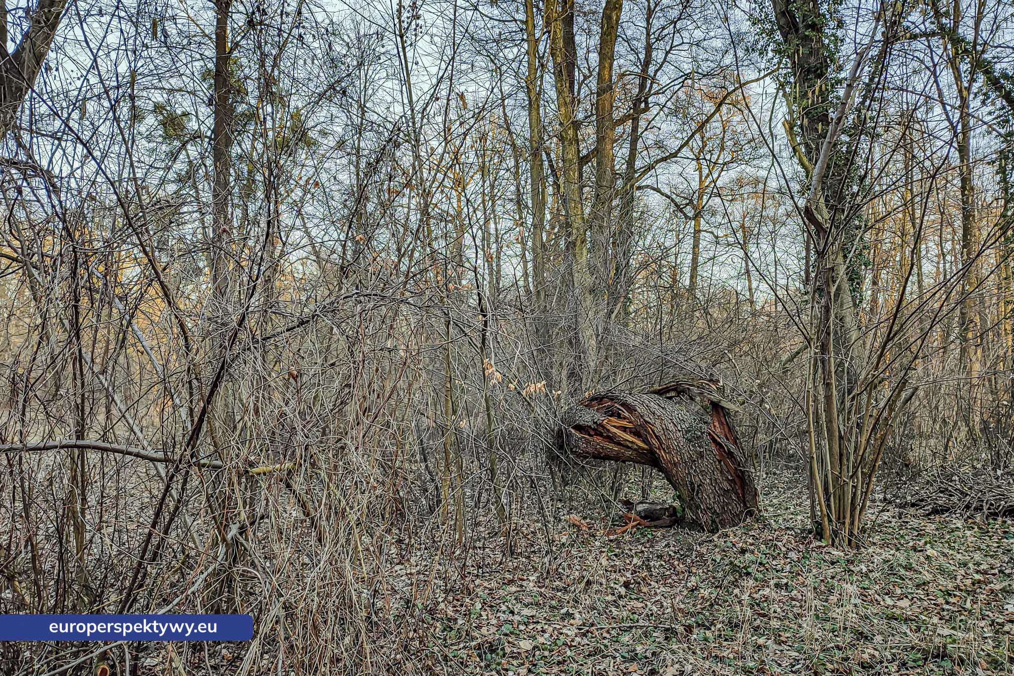 Europerspektywy Próchno – życie, które zaczyna się od rozkładu [fotoreportaż]