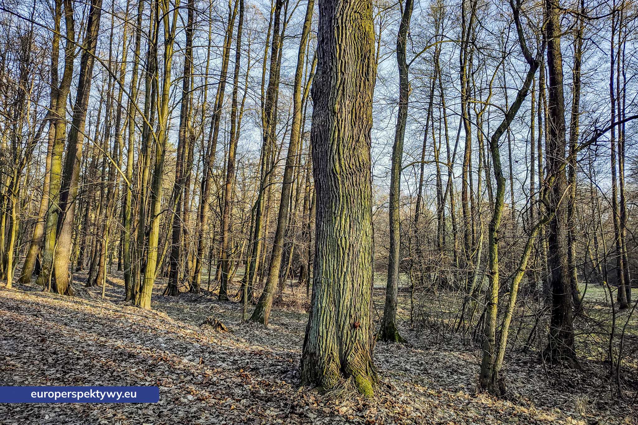 Europerspektywy Park Krajobrazowy Cysterskie Kompozycje Krajobrazowe Rud Wielkich – ekologiczny spacer w sercu Śląska