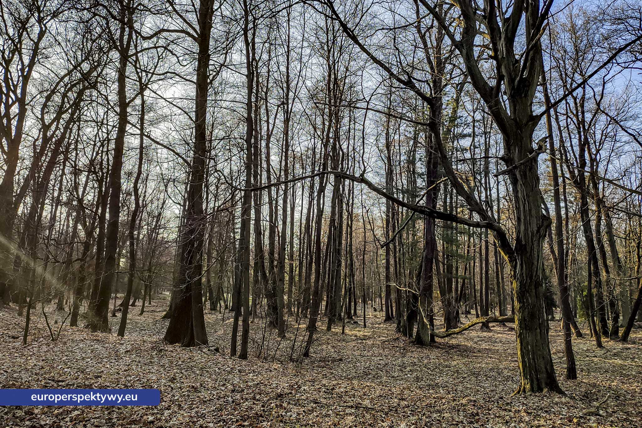 Europerspektywy Park Krajobrazowy Cysterskie Kompozycje Krajobrazowe Rud Wielkich – ekologiczny spacer w sercu Śląska