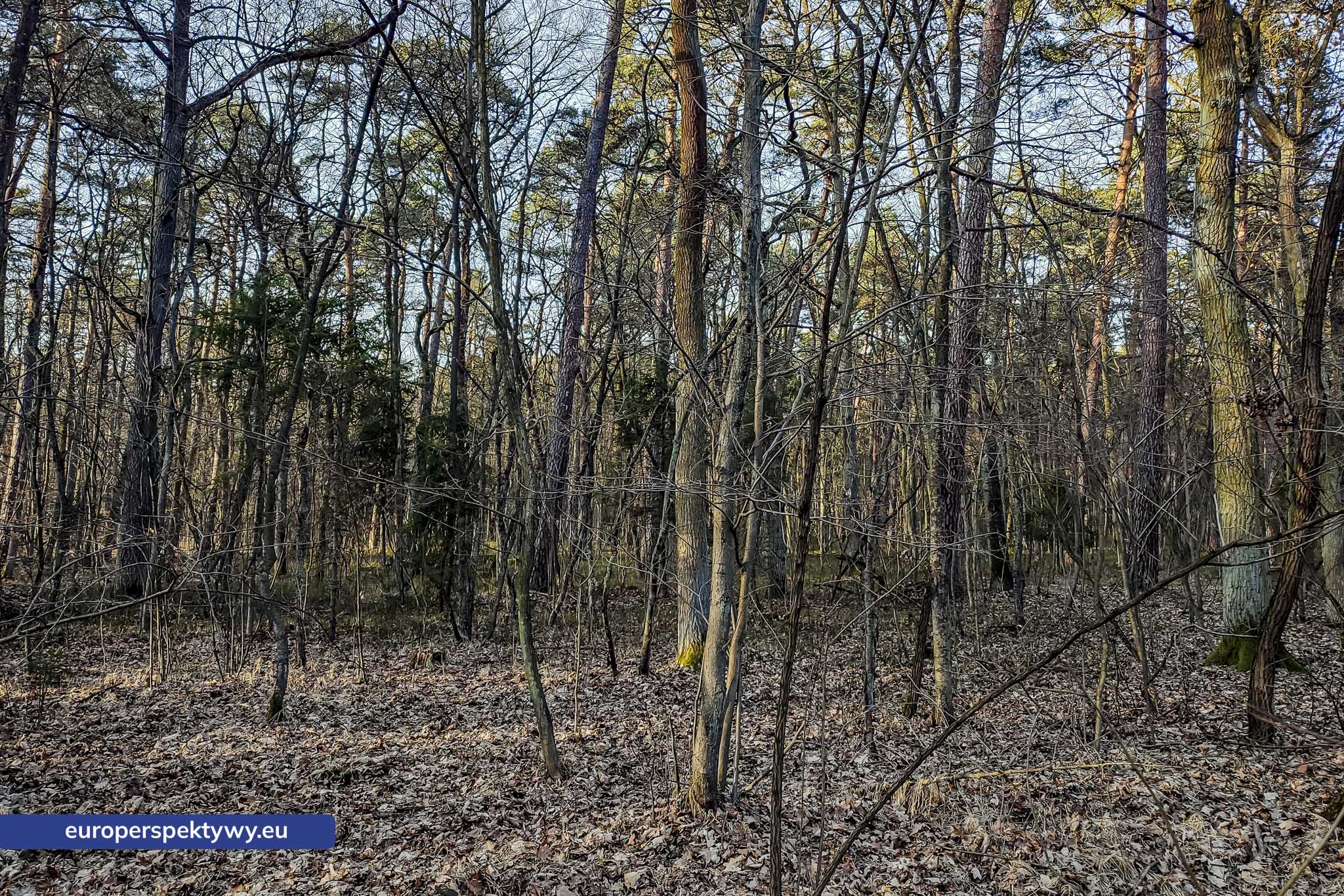 Europerspektywy Park Krajobrazowy Cysterskie Kompozycje Krajobrazowe Rud Wielkich – ekologiczny spacer w sercu Śląska