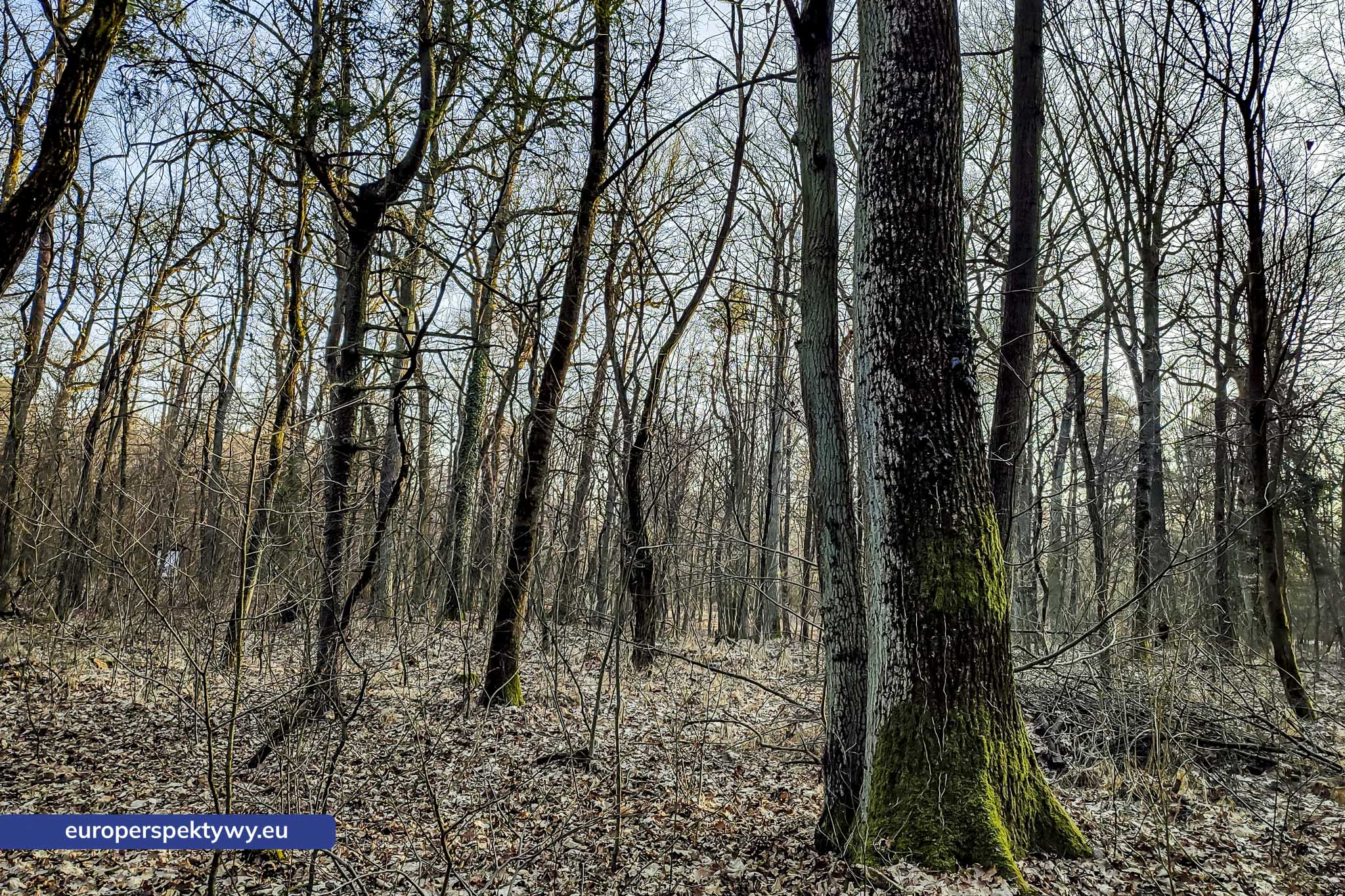 Europerspektywy Park Krajobrazowy Cysterskie Kompozycje Krajobrazowe Rud Wielkich – ekologiczny spacer w sercu Śląska