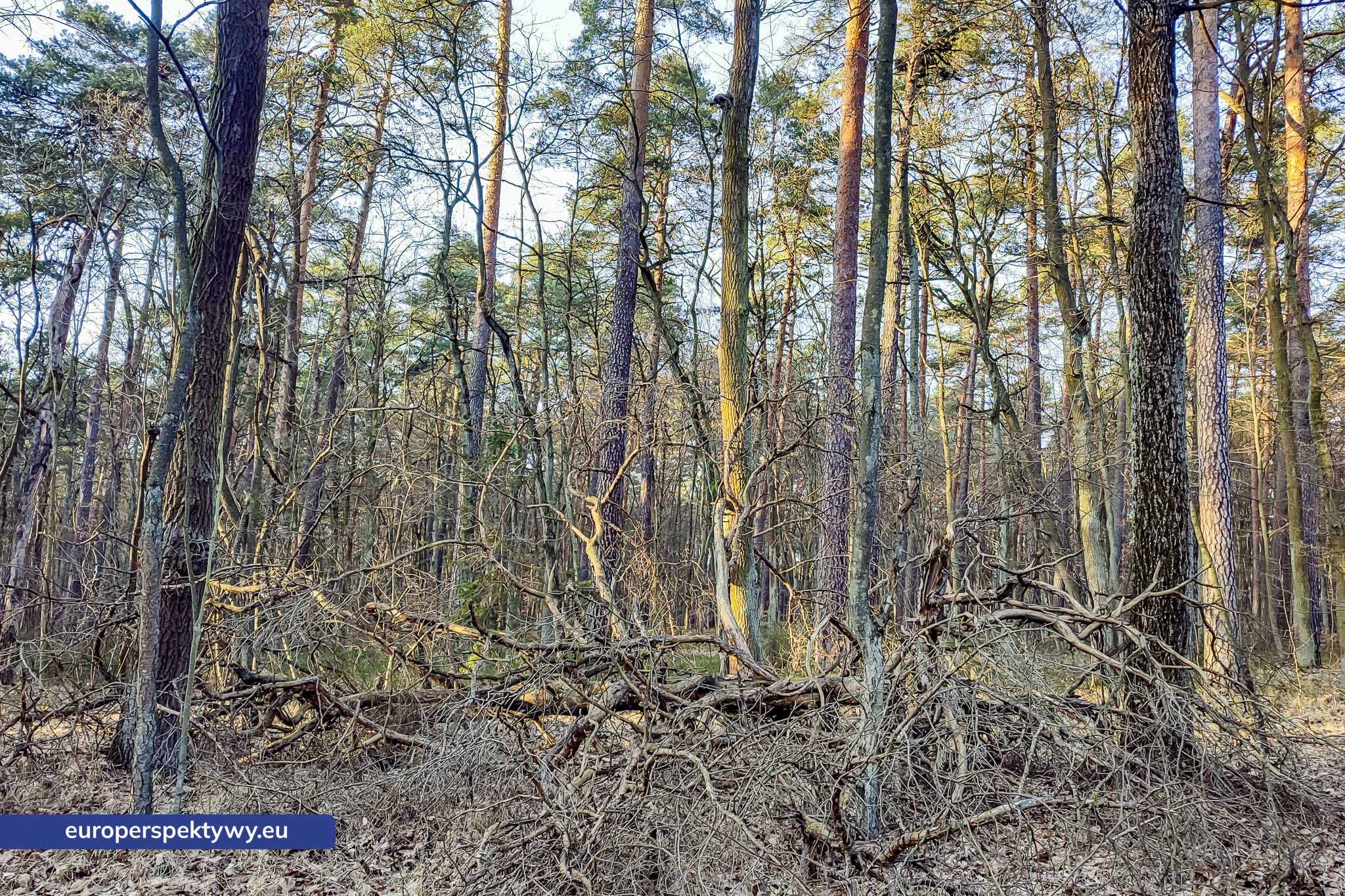 Europerspektywy Próchno – życie, które zaczyna się od rozkładu [fotoreportaż]