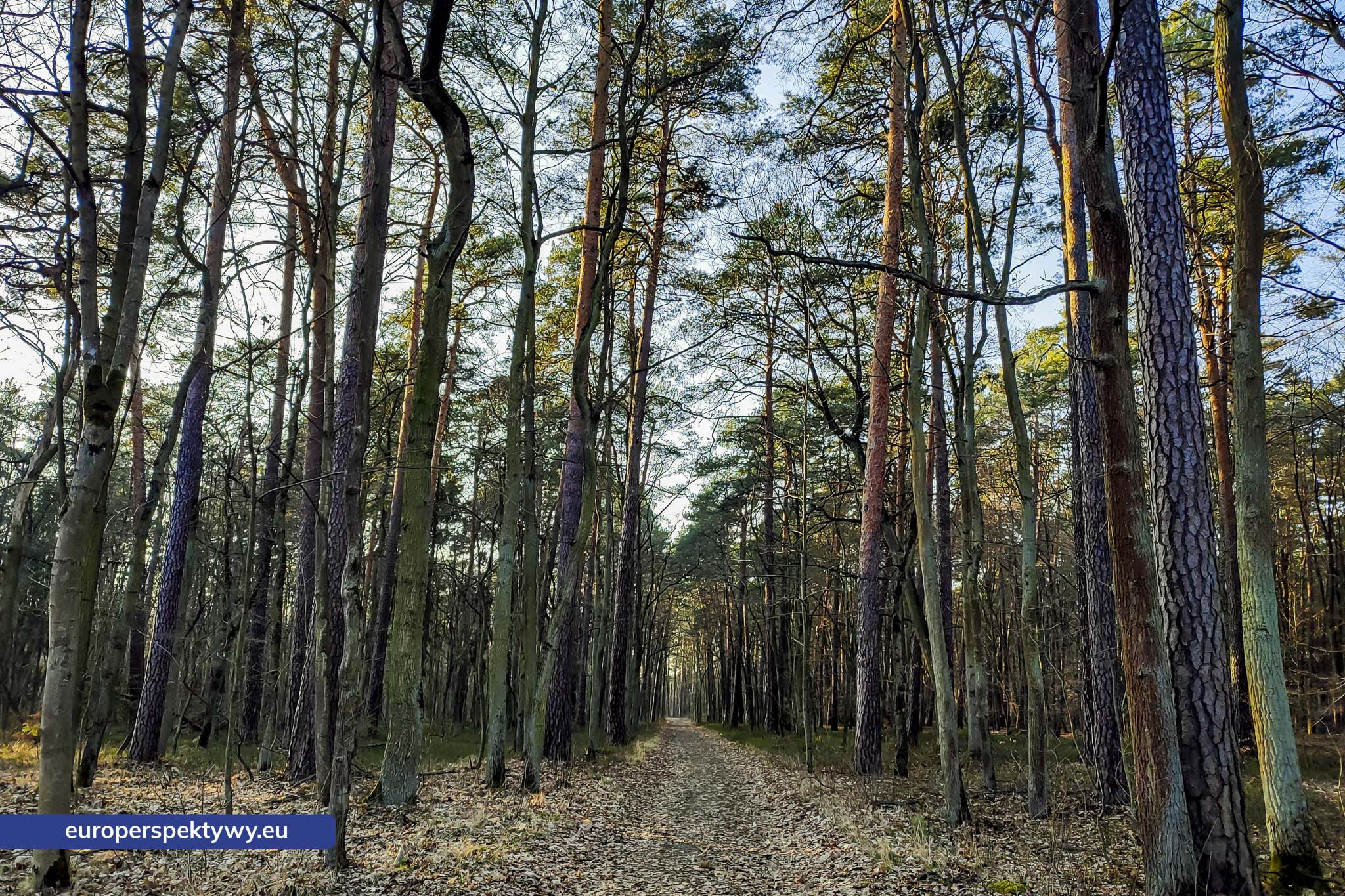 Europerspektywy Park Krajobrazowy Cysterskie Kompozycje Krajobrazowe Rud Wielkich – ekologiczny spacer w sercu Śląska