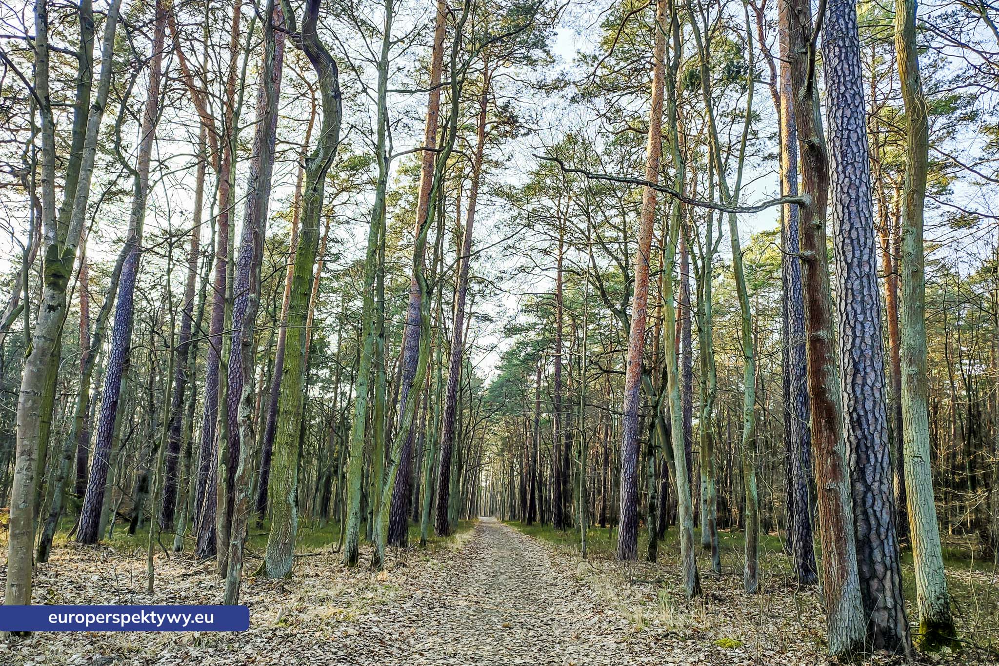 Europerspektywy Park Krajobrazowy Cysterskie Kompozycje Krajobrazowe Rud Wielkich – ekologiczny spacer w sercu Śląska