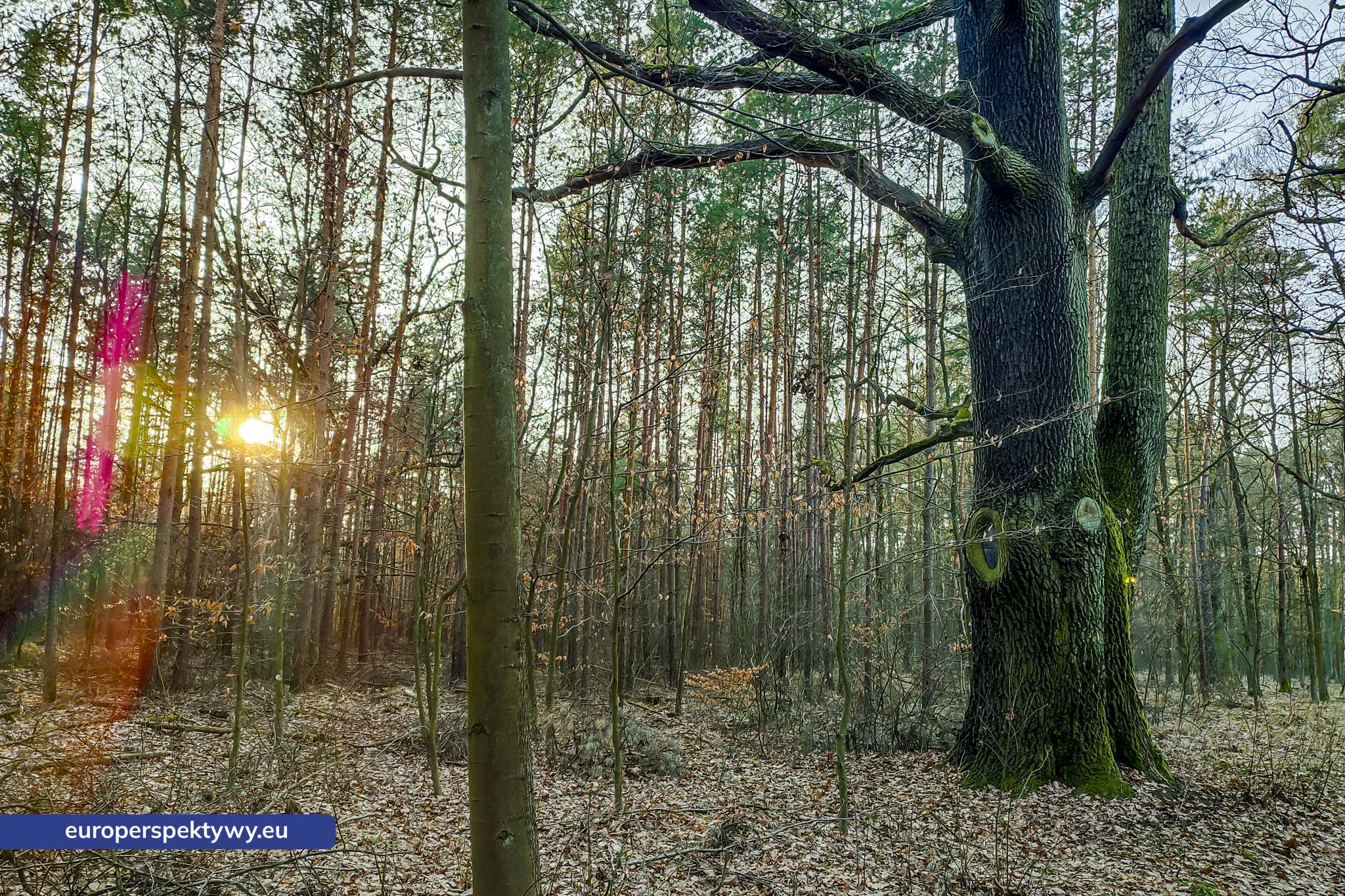 Europerspektywy Park Krajobrazowy Cysterskie Kompozycje Krajobrazowe Rud Wielkich – ekologiczny spacer w sercu Śląska