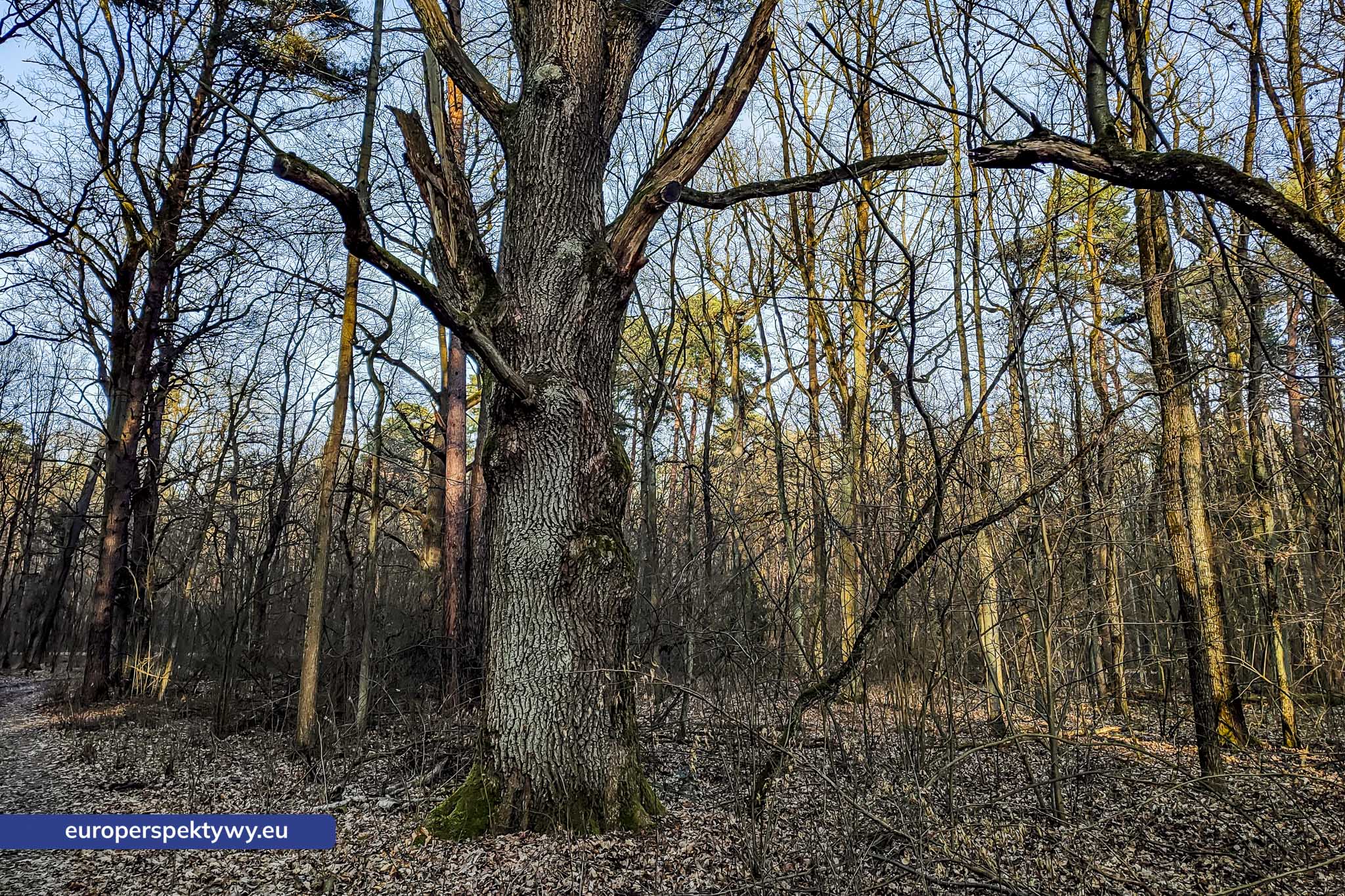 Europerspektywy Park Krajobrazowy Cysterskie Kompozycje Krajobrazowe Rud Wielkich – ekologiczny spacer w sercu Śląska