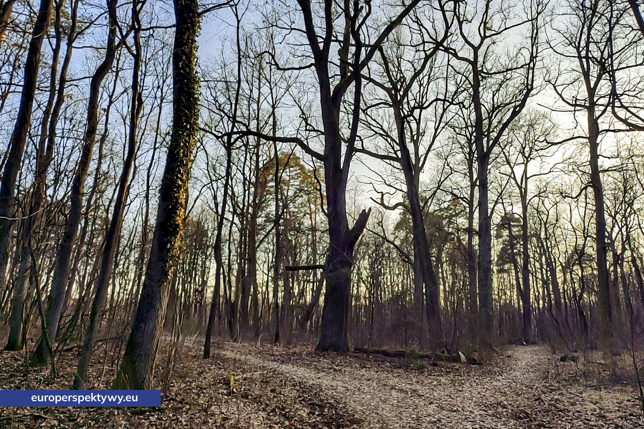Europerspektywy Park Krajobrazowy Cysterskie Kompozycje Krajobrazowe Rud Wielkich – ekologiczny spacer w sercu Śląska