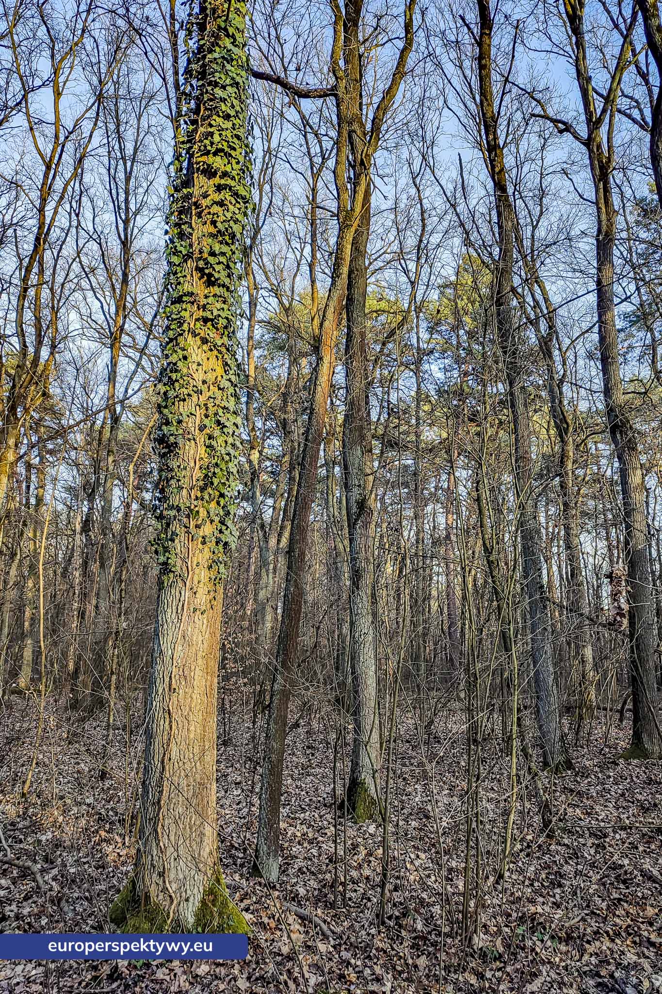 Europerspektywy Park Krajobrazowy Cysterskie Kompozycje Krajobrazowe Rud Wielkich – ekologiczny spacer w sercu Śląska