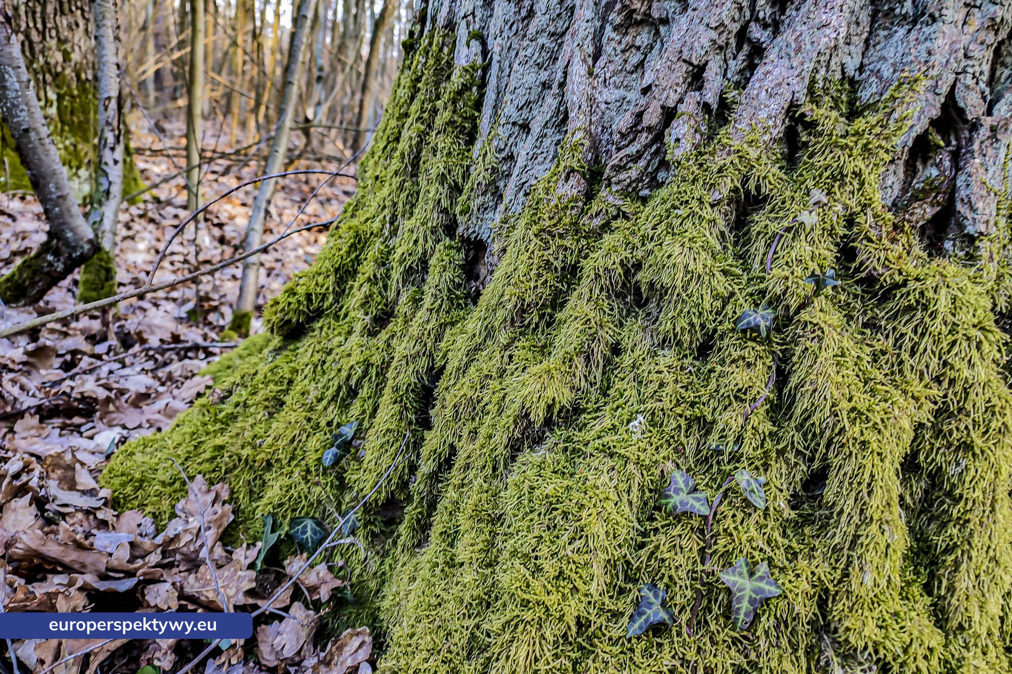 Europerspektywy Mech i jego rola w ekosystemie
