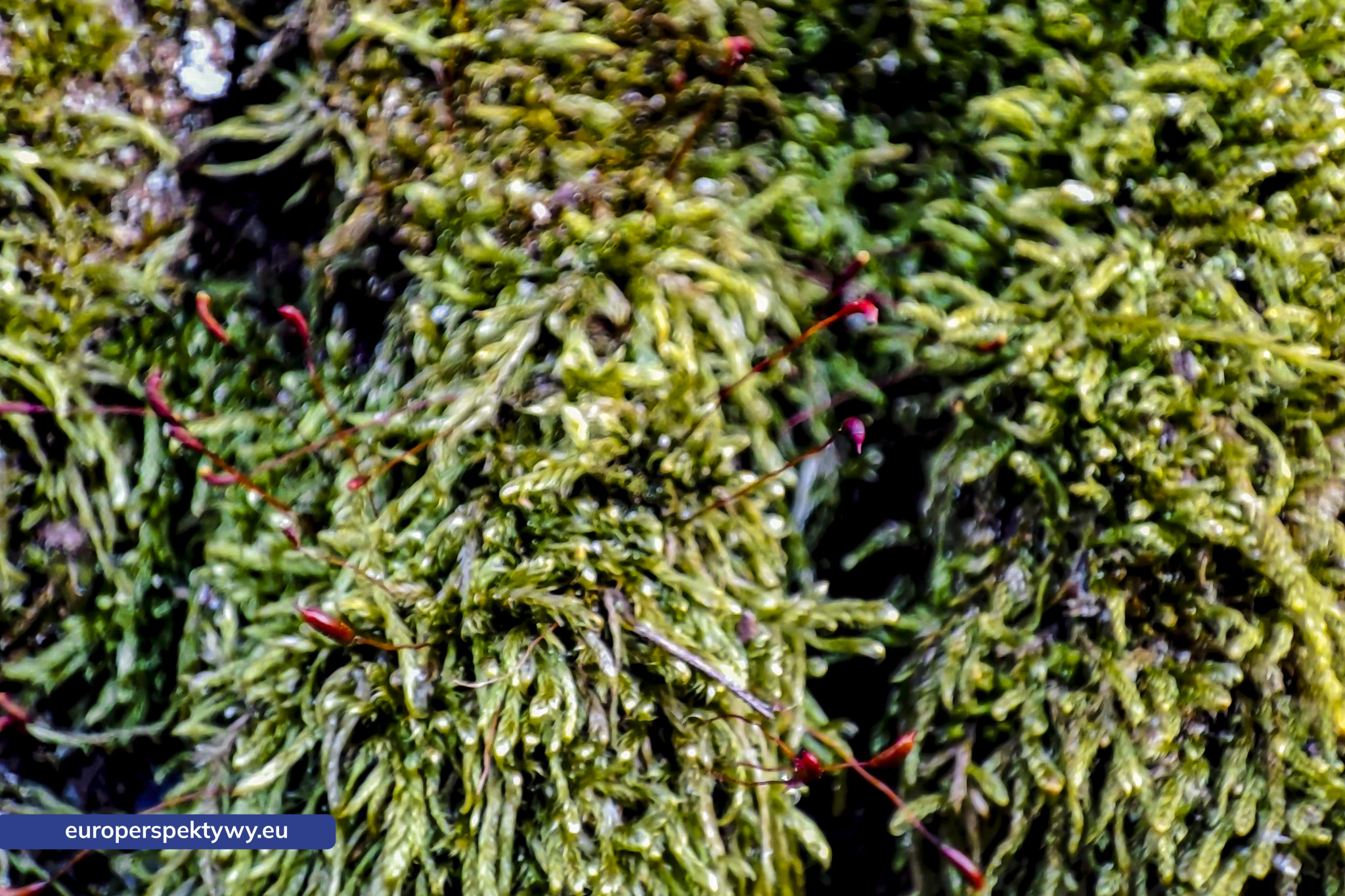 Europerspektywy Mech i jego rola w ekosystemie