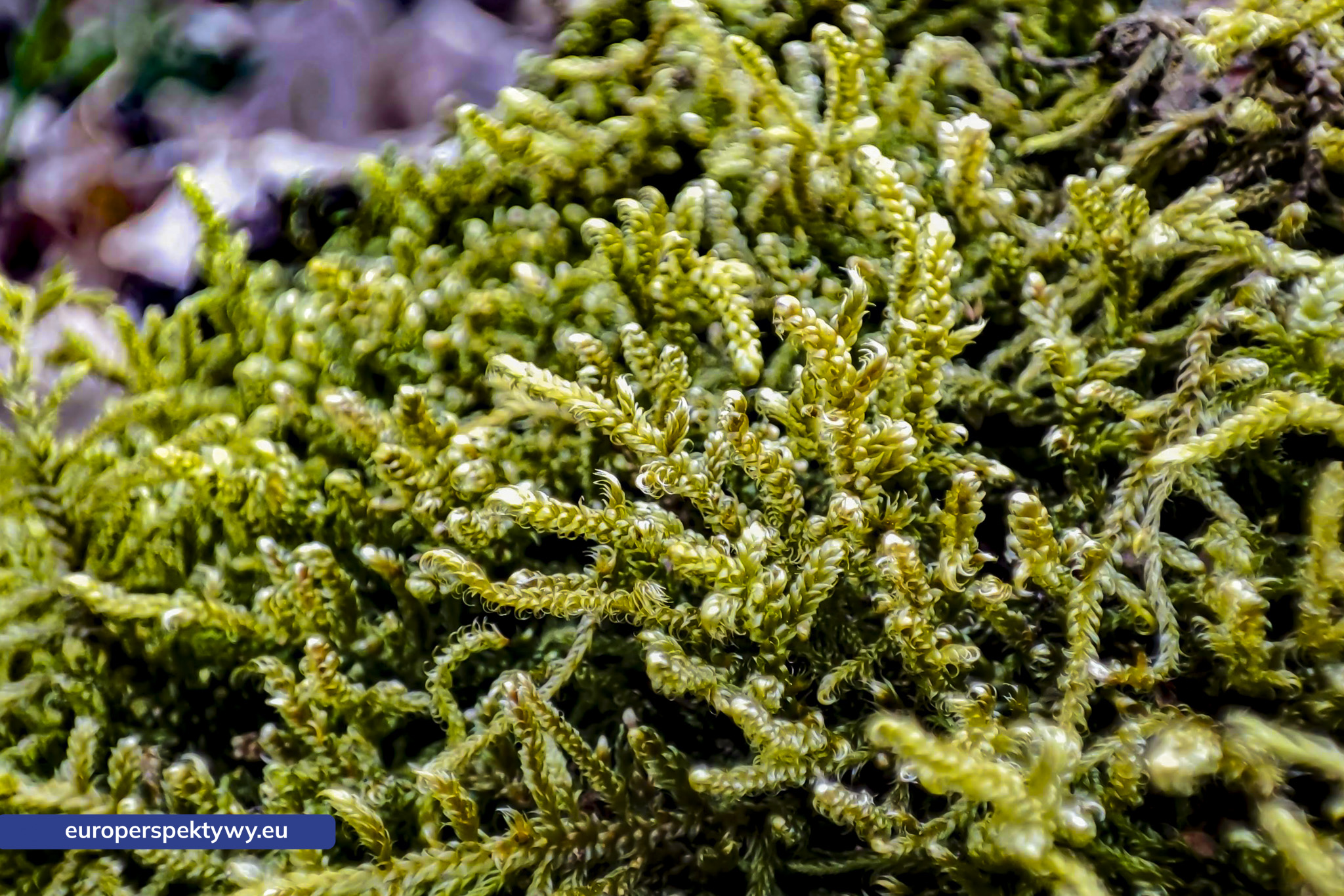 Europerspektywy Mech i jego rola w ekosystemie