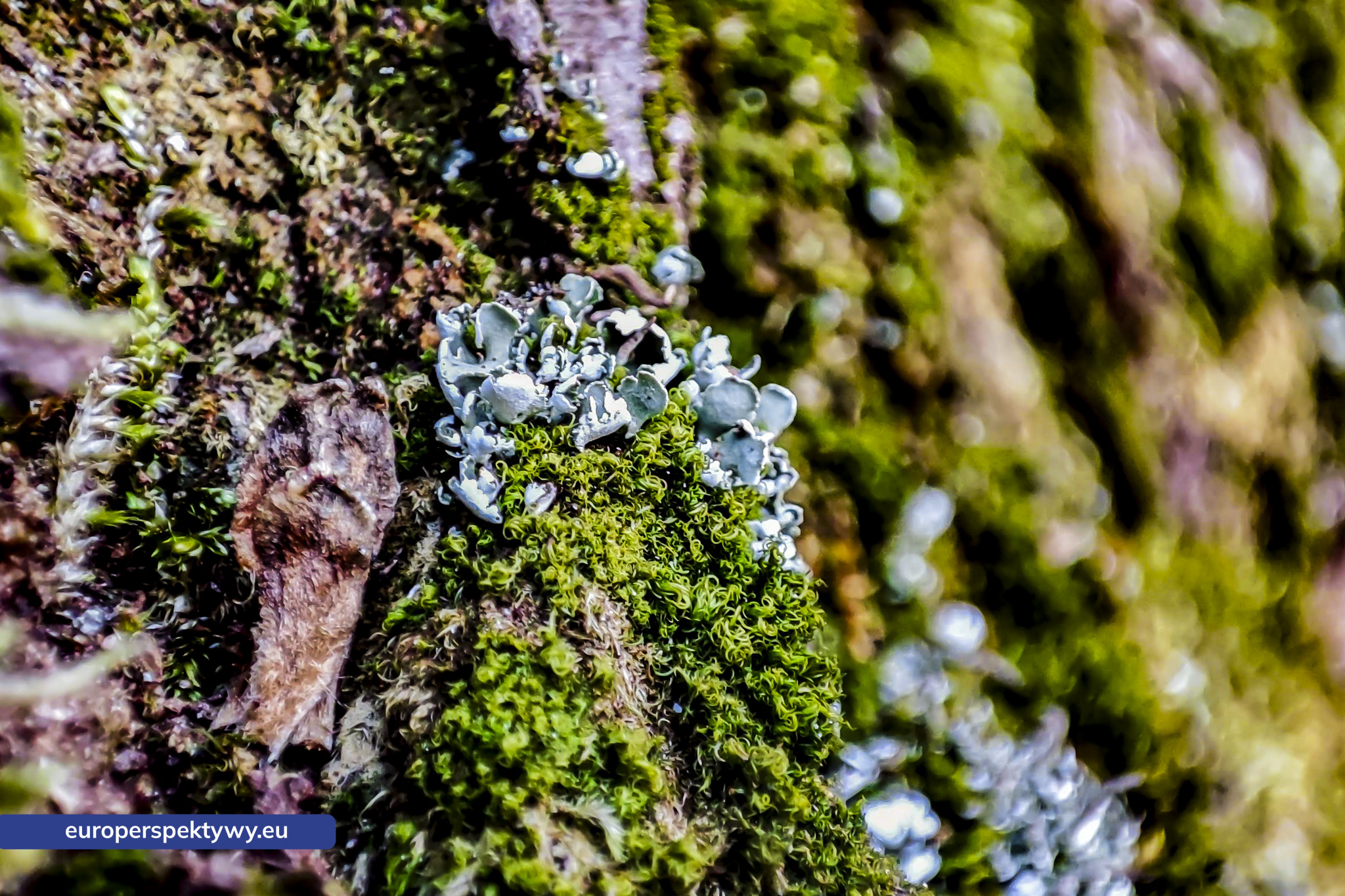 Europerspektywy Mech i jego rola w ekosystemie