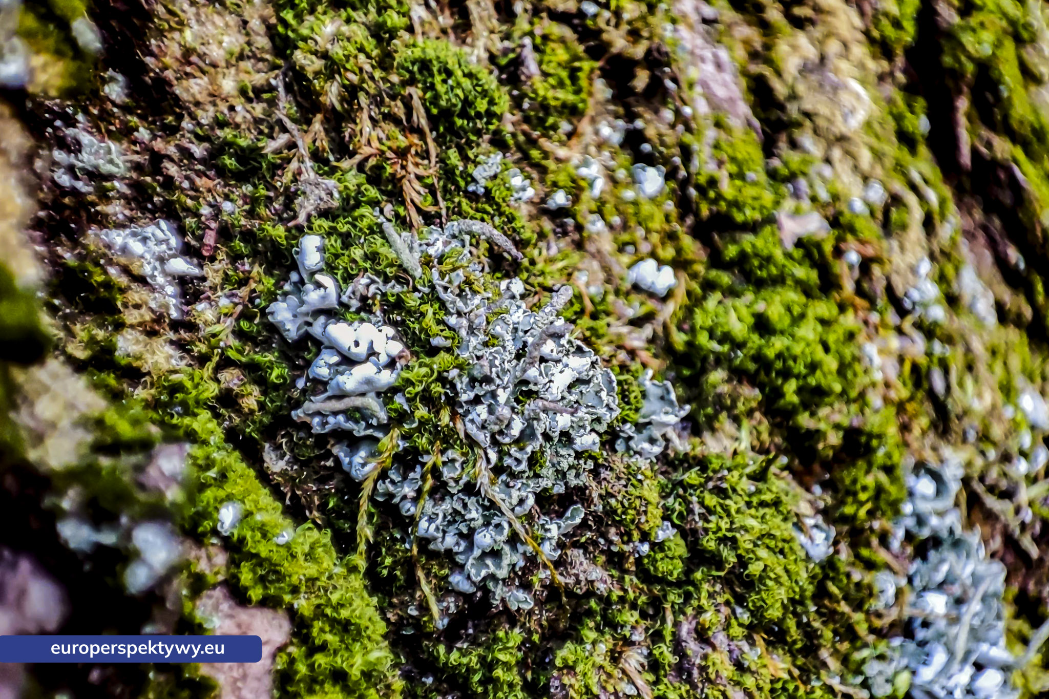 Europerspektywy Mech i jego rola w ekosystemie