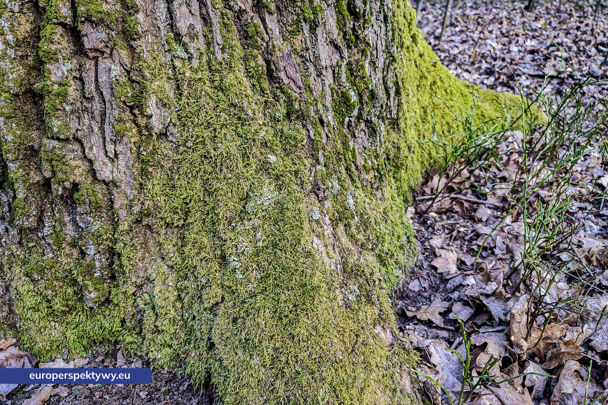 Europerspektywy Mech i jego rola w ekosystemie