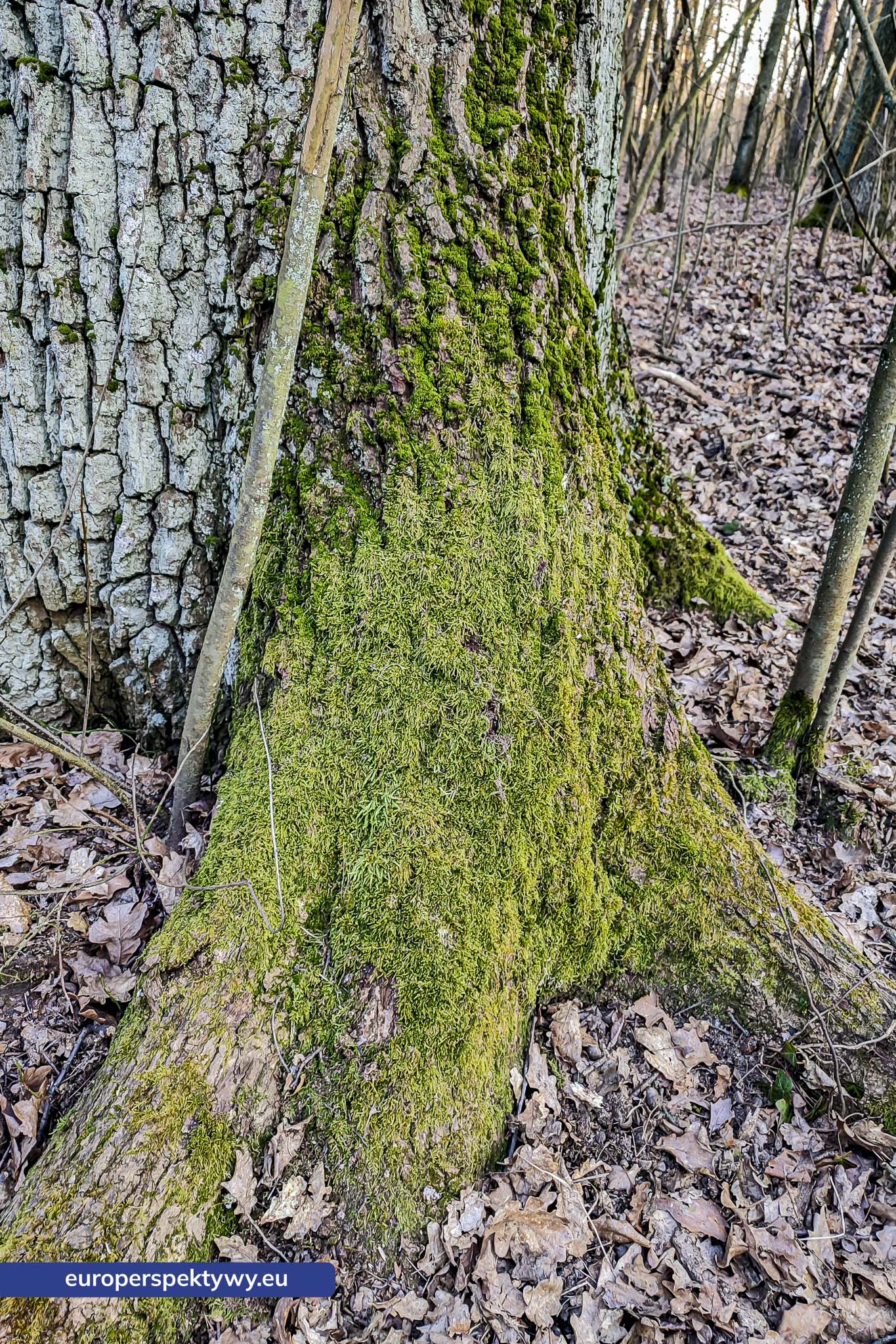 Europerspektywy Park Krajobrazowy Cysterskie Kompozycje Krajobrazowe Rud Wielkich – ekologiczny spacer w sercu Śląska