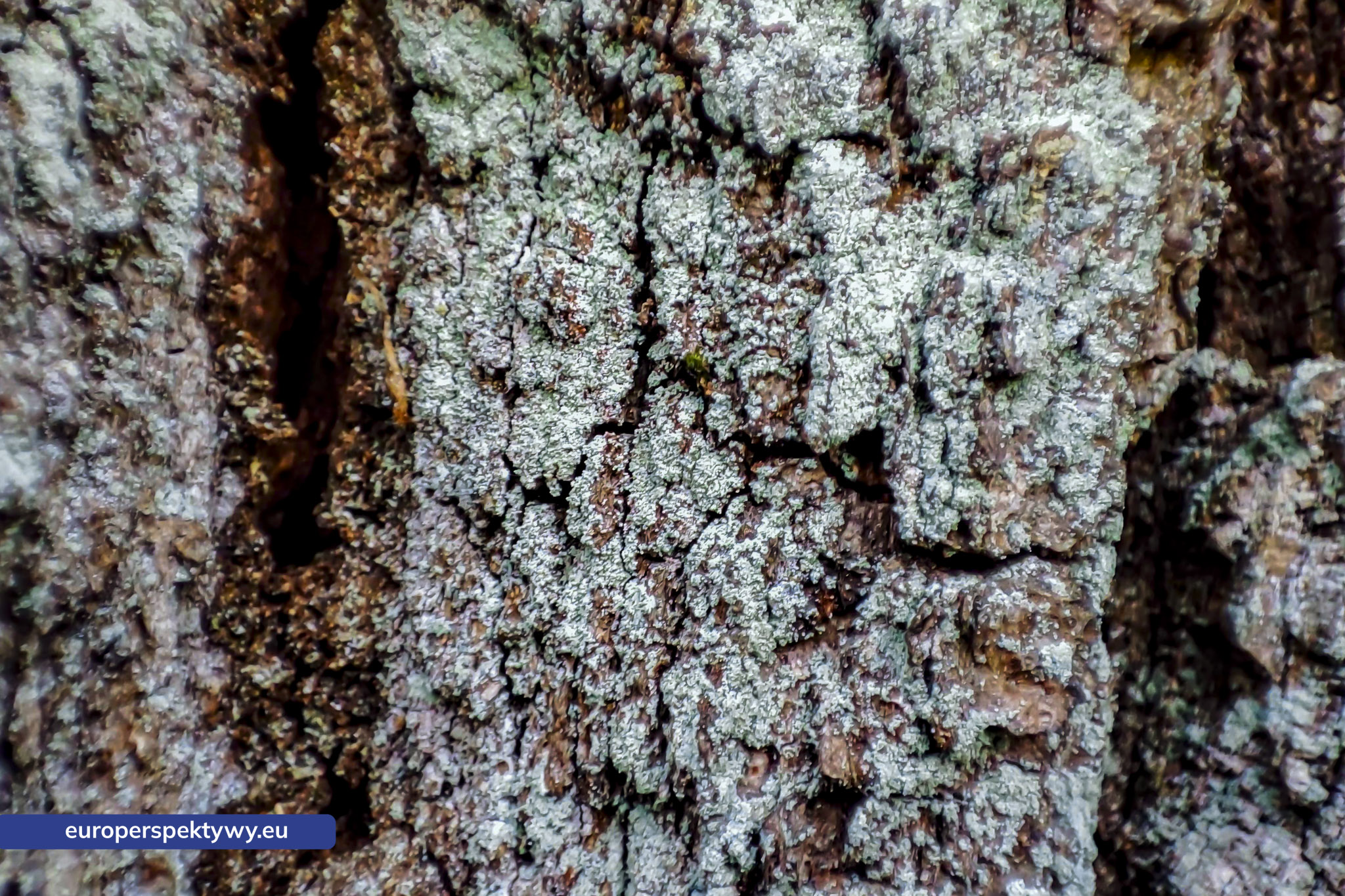 Europerspektywy Mech i jego rola w ekosystemie