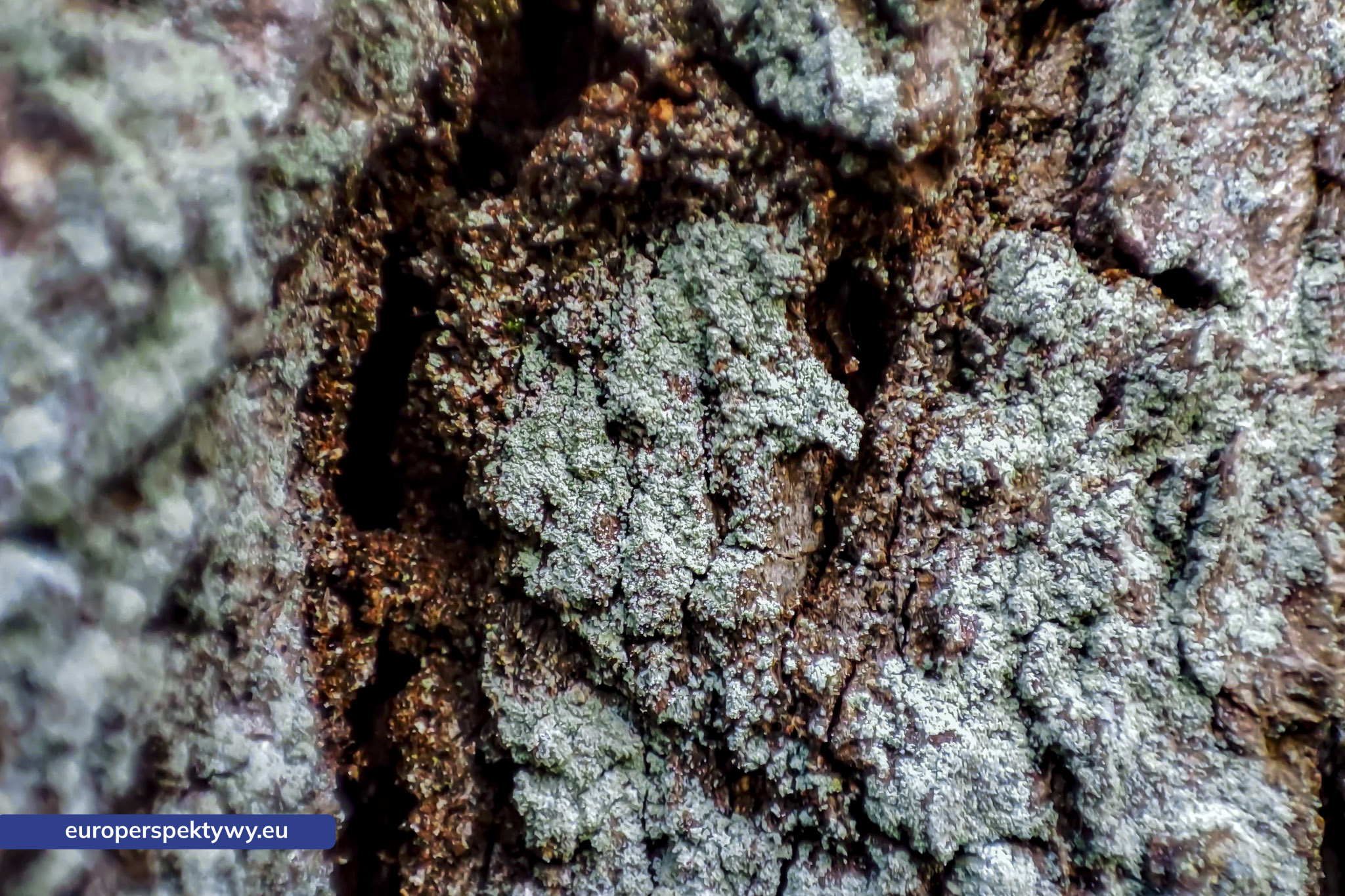 Europerspektywy Mech i jego rola w ekosystemie