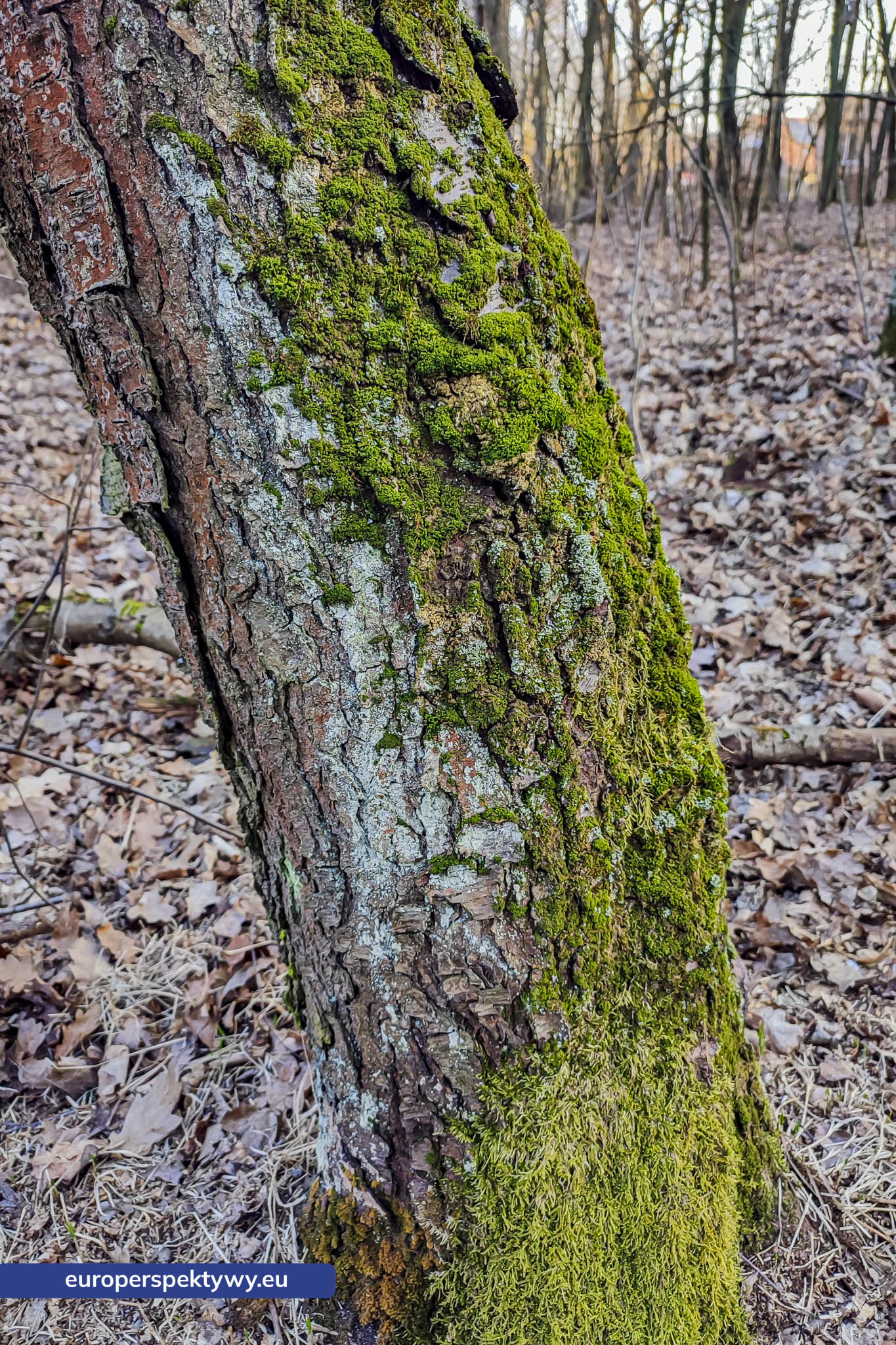 Europerspektywy Park Krajobrazowy Cysterskie Kompozycje Krajobrazowe Rud Wielkich – ekologiczny spacer w sercu Śląska