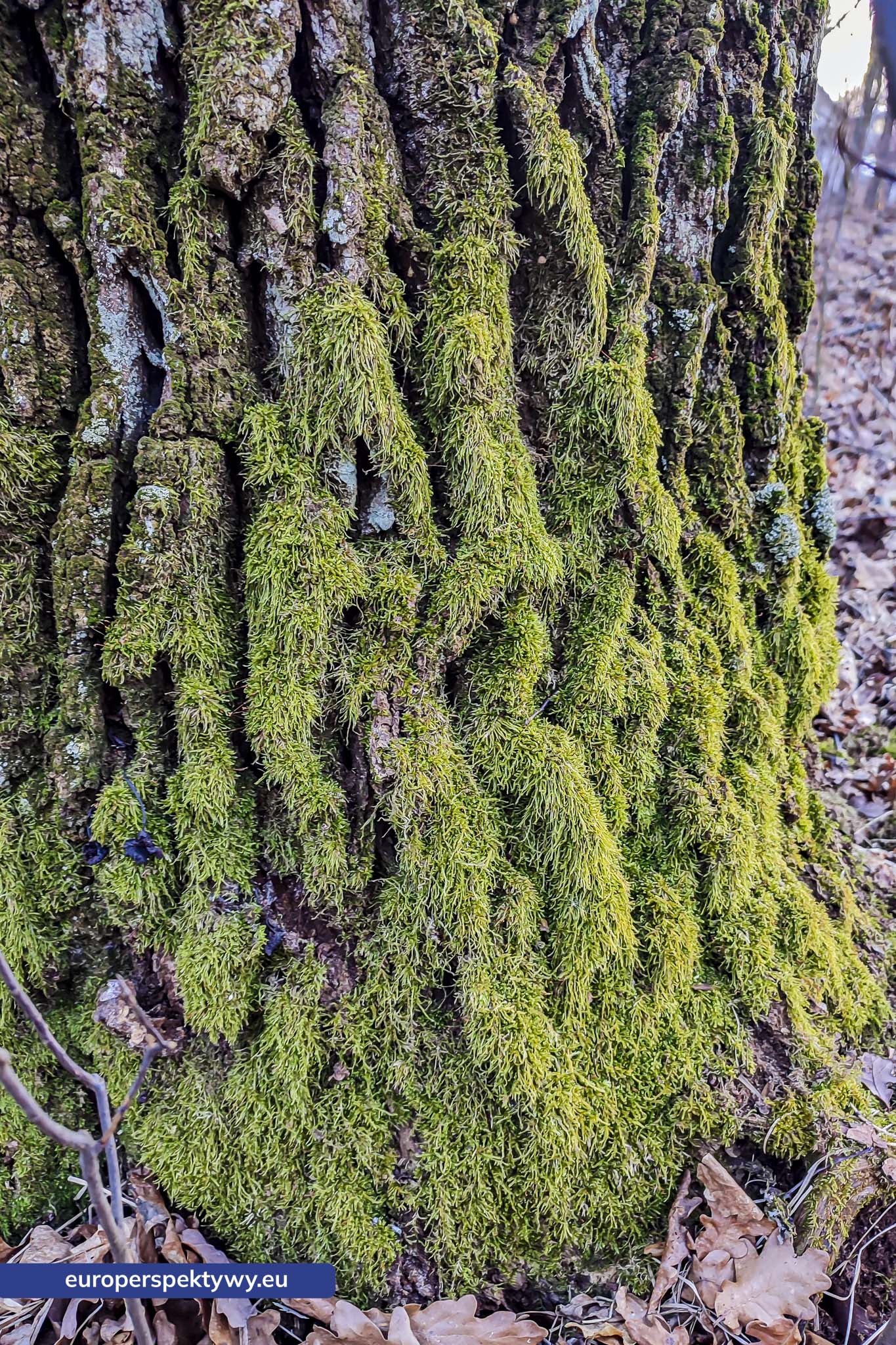 Europerspektywy Mech i jego rola w ekosystemie