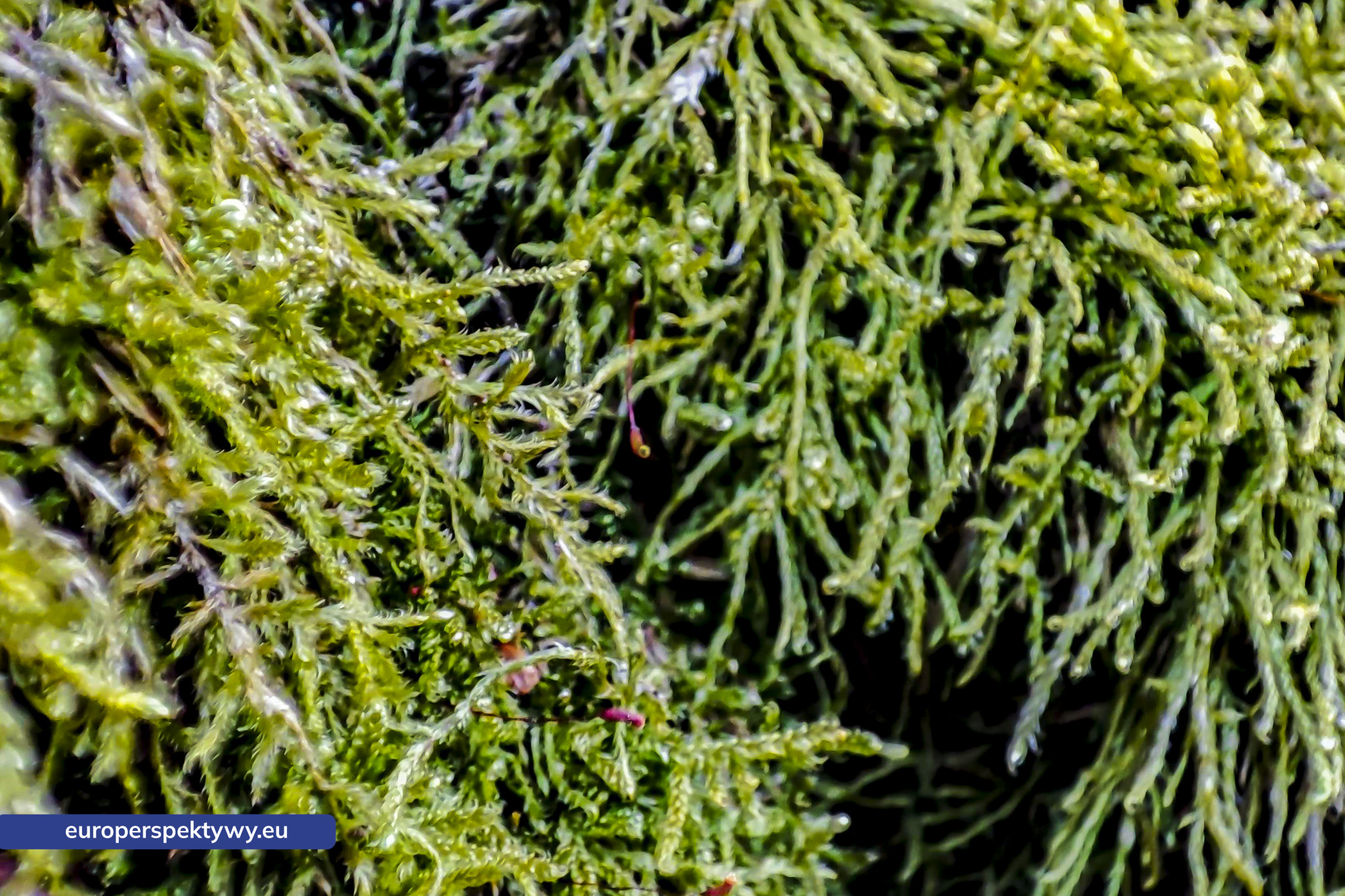 Europerspektywy Mech i jego rola w ekosystemie