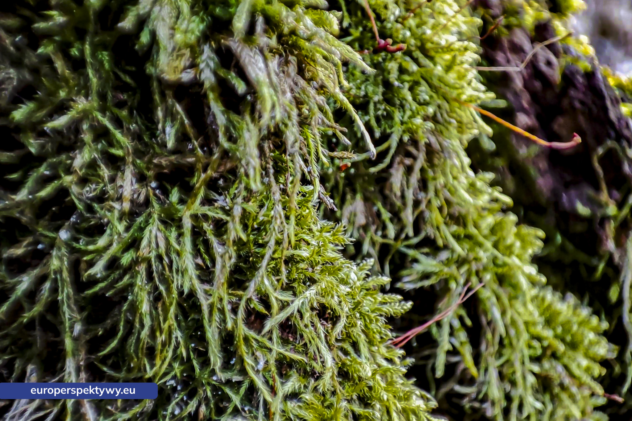 Europerspektywy Mech i jego rola w ekosystemie