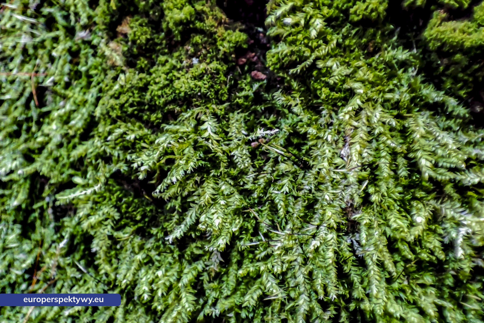 Europerspektywy Mech i jego rola w ekosystemie