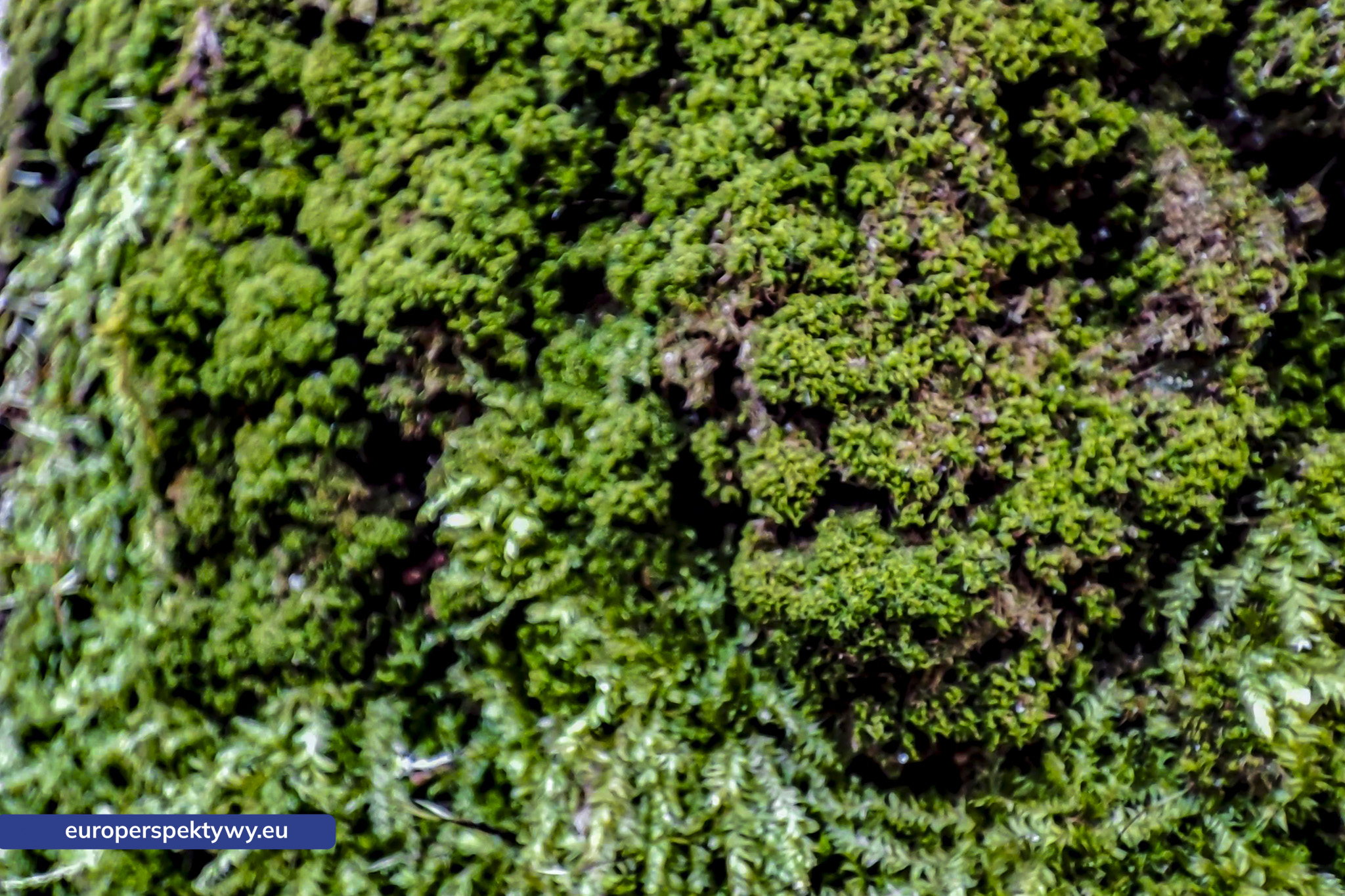 Europerspektywy Mech i jego rola w ekosystemie