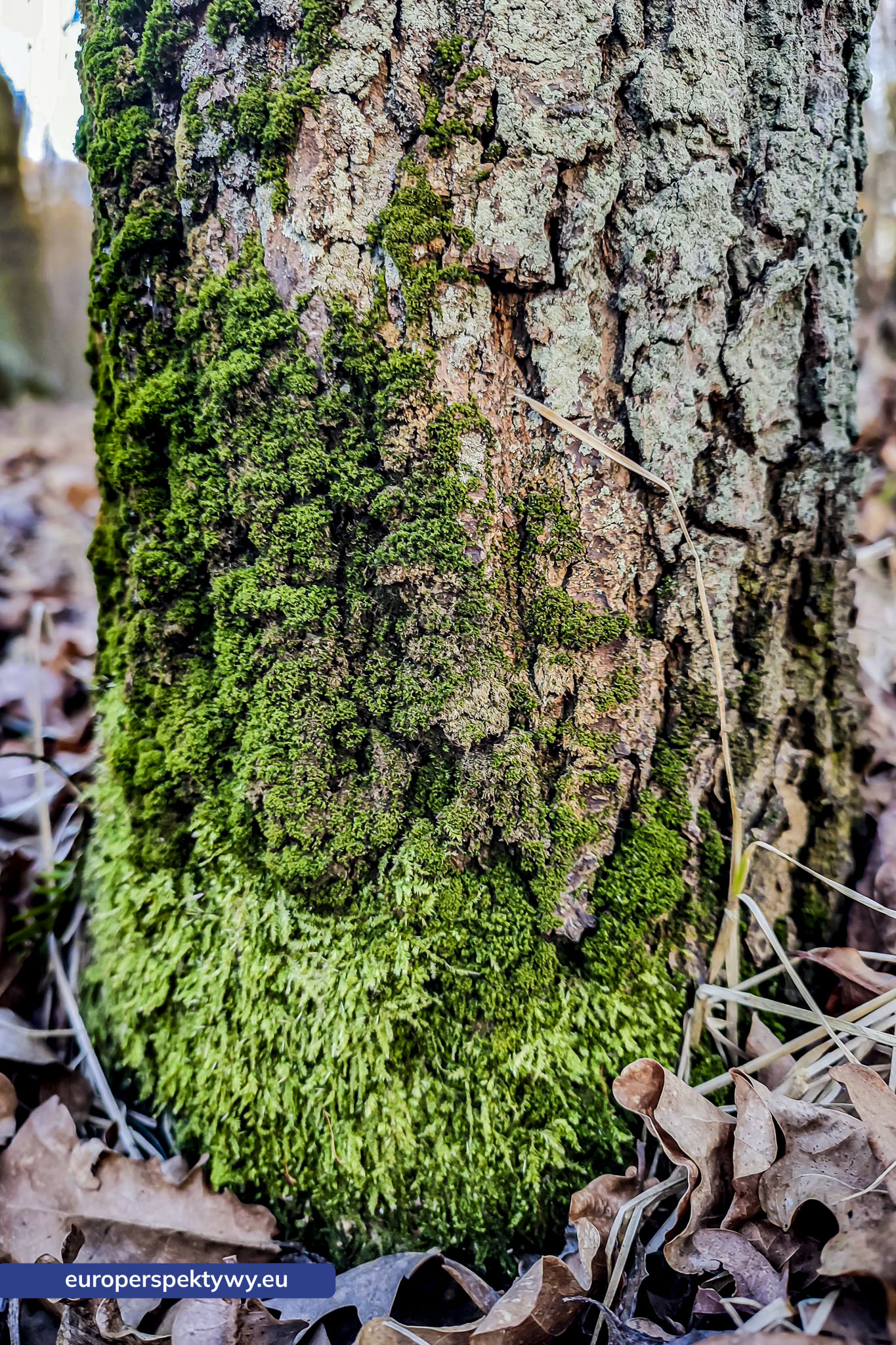 Europerspektywy Mech i jego rola w ekosystemie