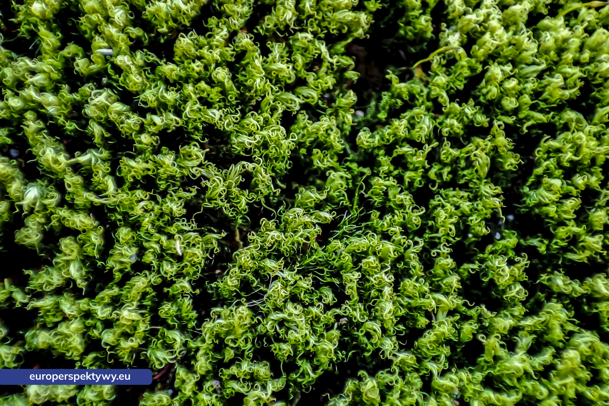 Europerspektywy Mech i jego rola w ekosystemie