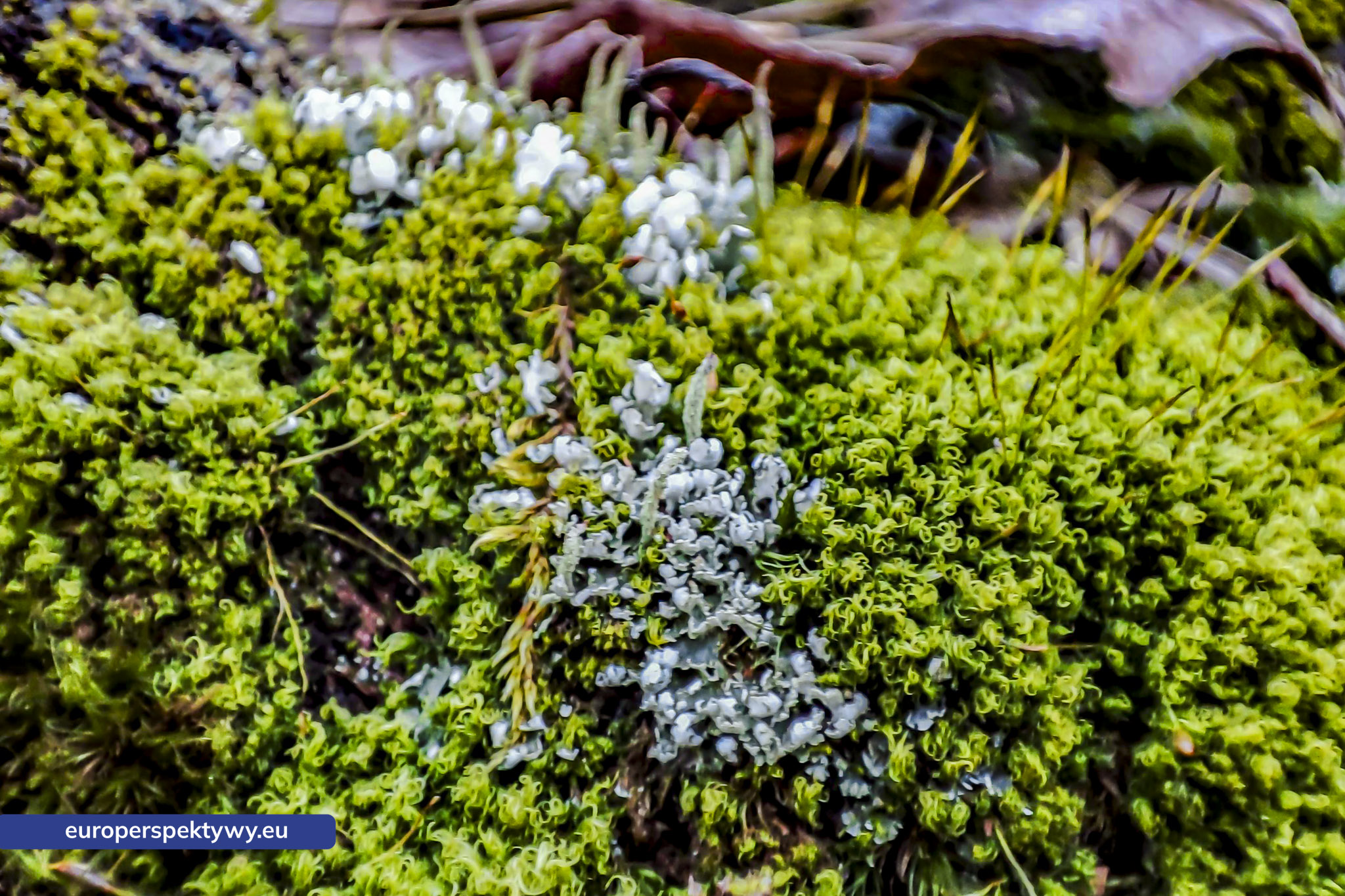 Europerspektywy Mech i jego rola w ekosystemie