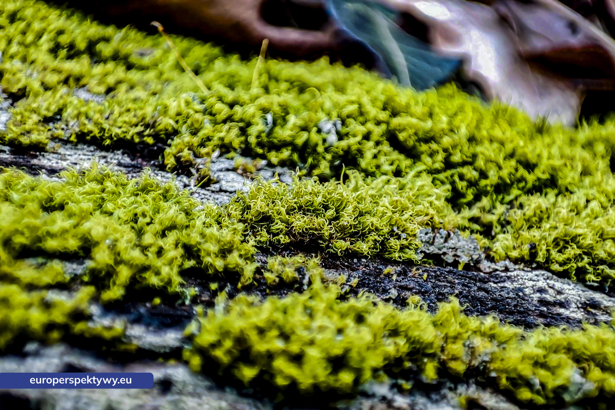 Europerspektywy Mech i jego rola w ekosystemie