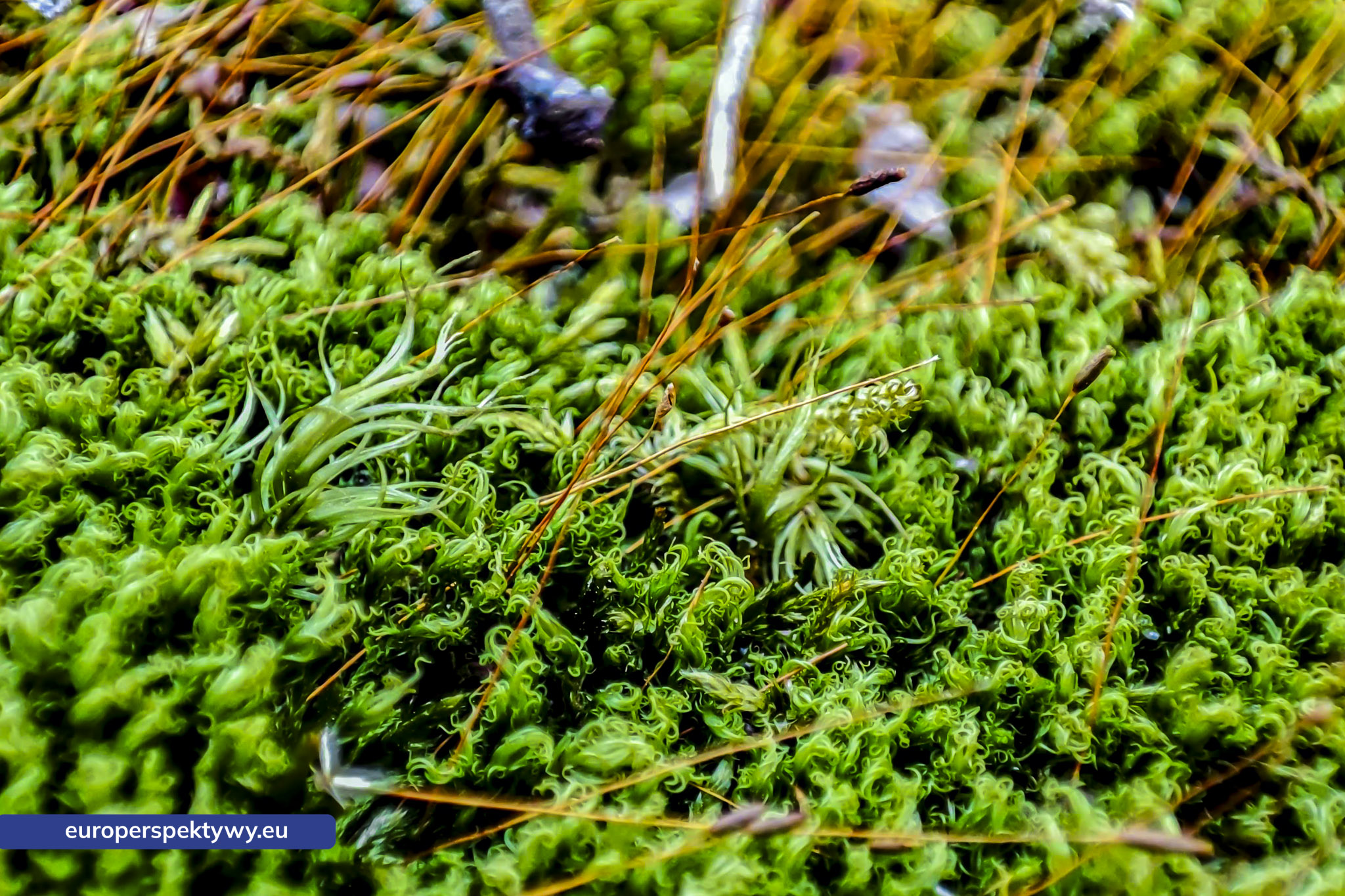 Europerspektywy Mech i jego rola w ekosystemie