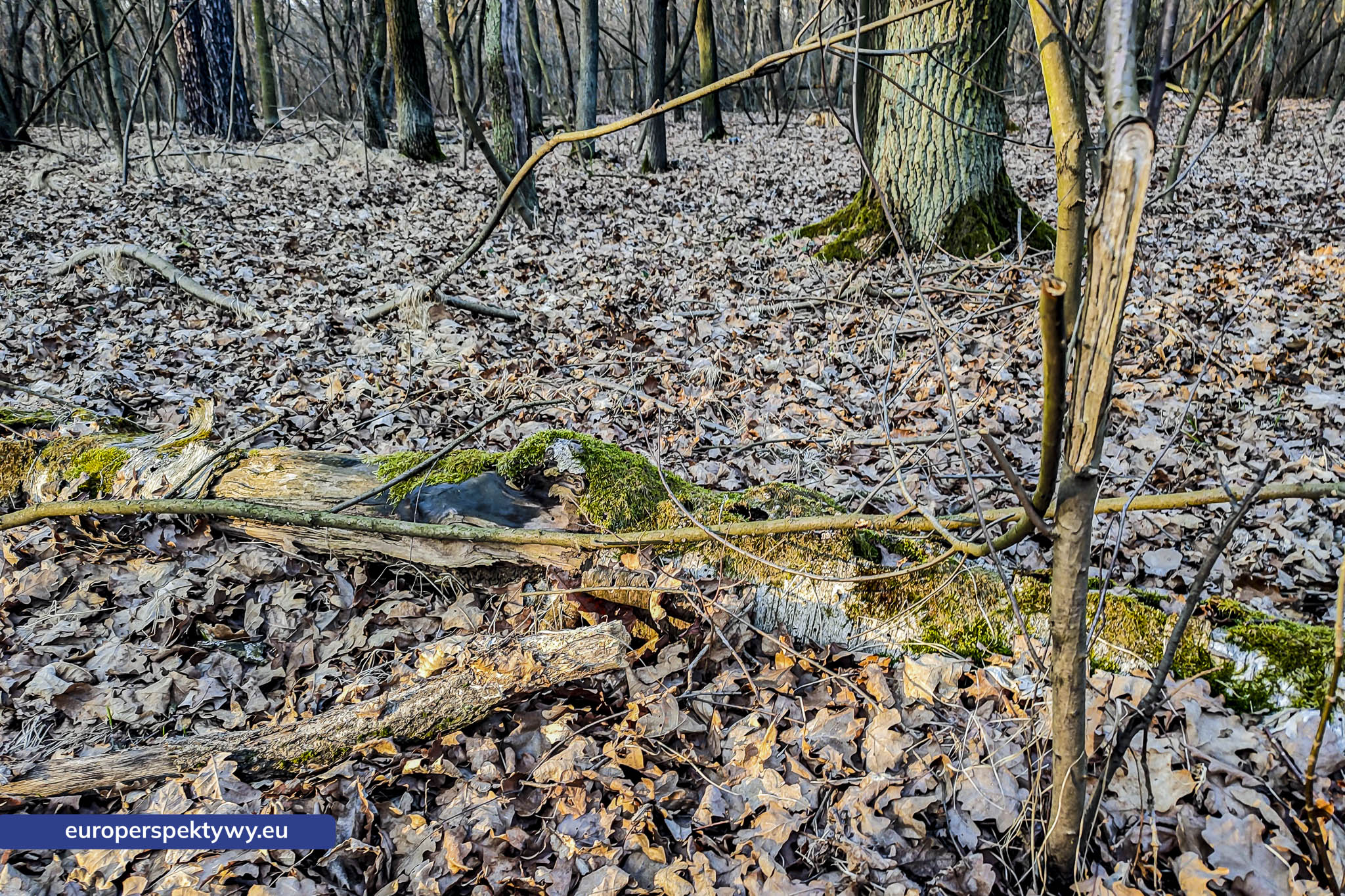 Europerspektywy Próchno – życie, które zaczyna się od rozkładu [fotoreportaż]