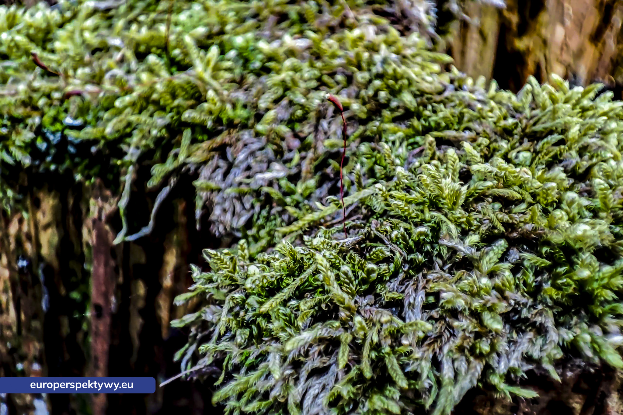 Europerspektywy Mech i jego rola w ekosystemie