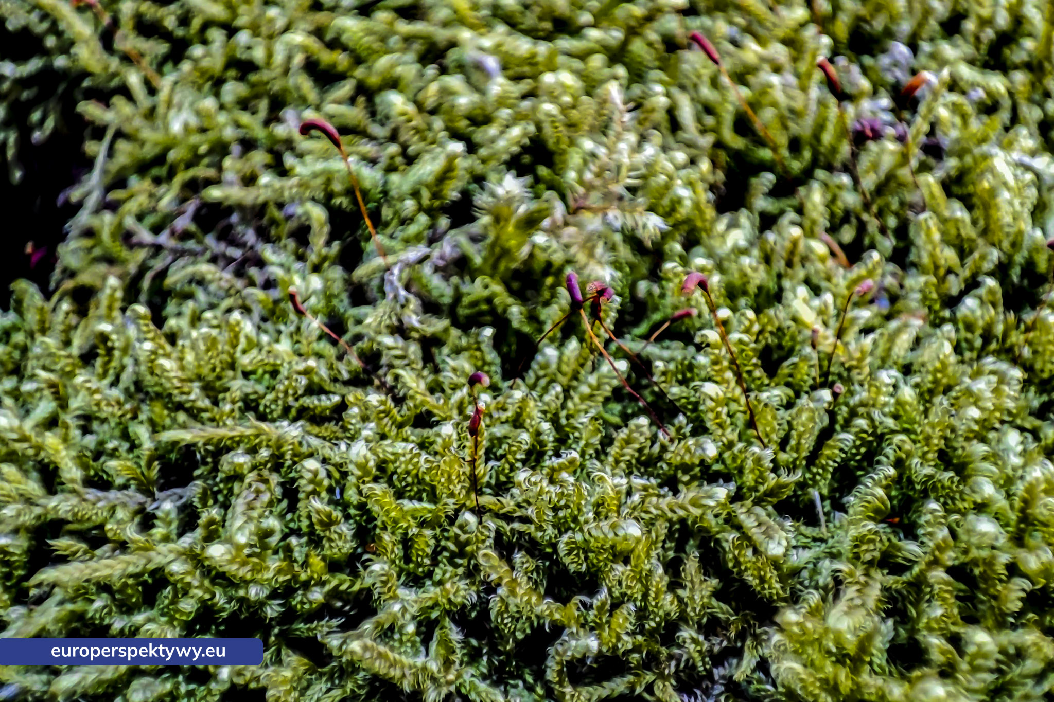 Europerspektywy Mech i jego rola w ekosystemie