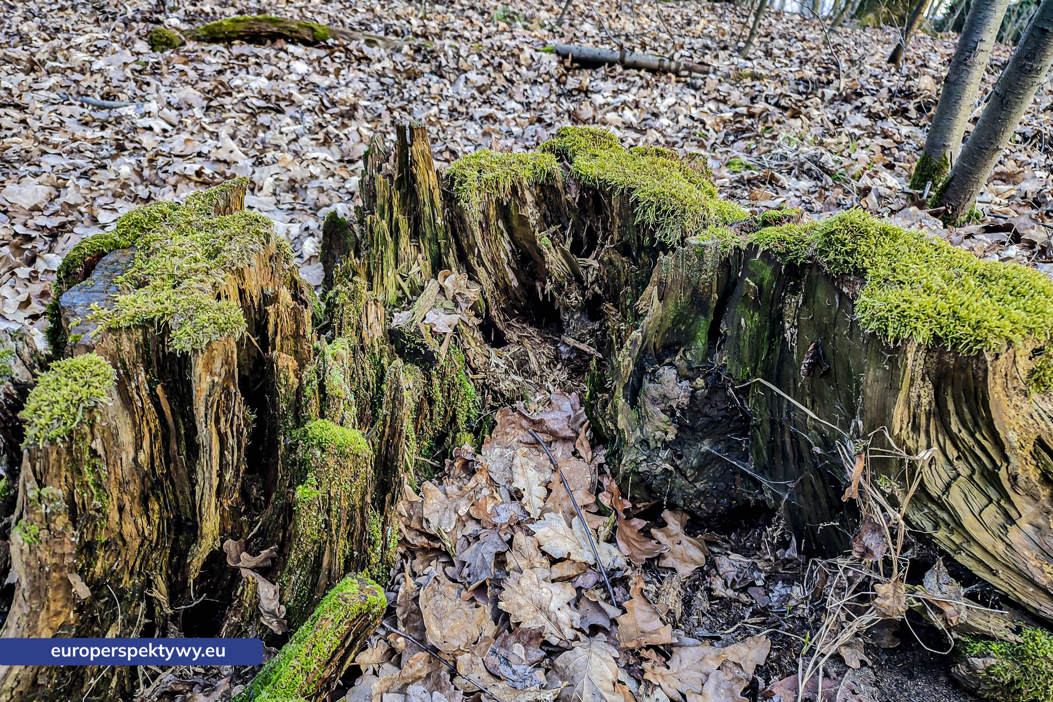 Europerspektywy Mech i jego rola w ekosystemie