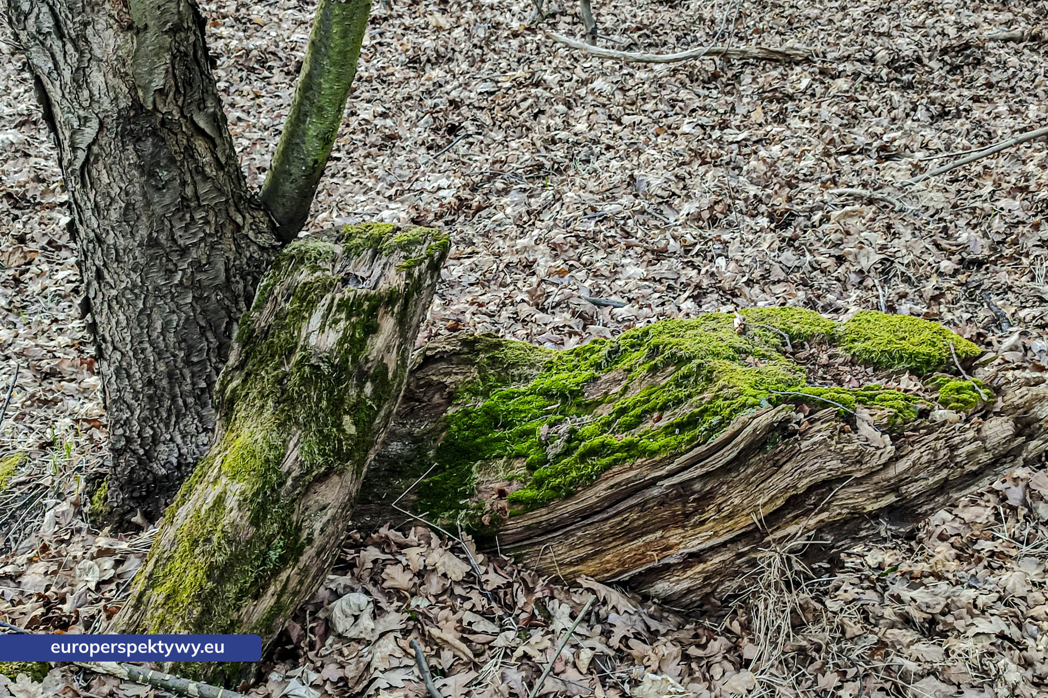 Europerspektywy Próchno – życie, które zaczyna się od rozkładu [fotoreportaż]