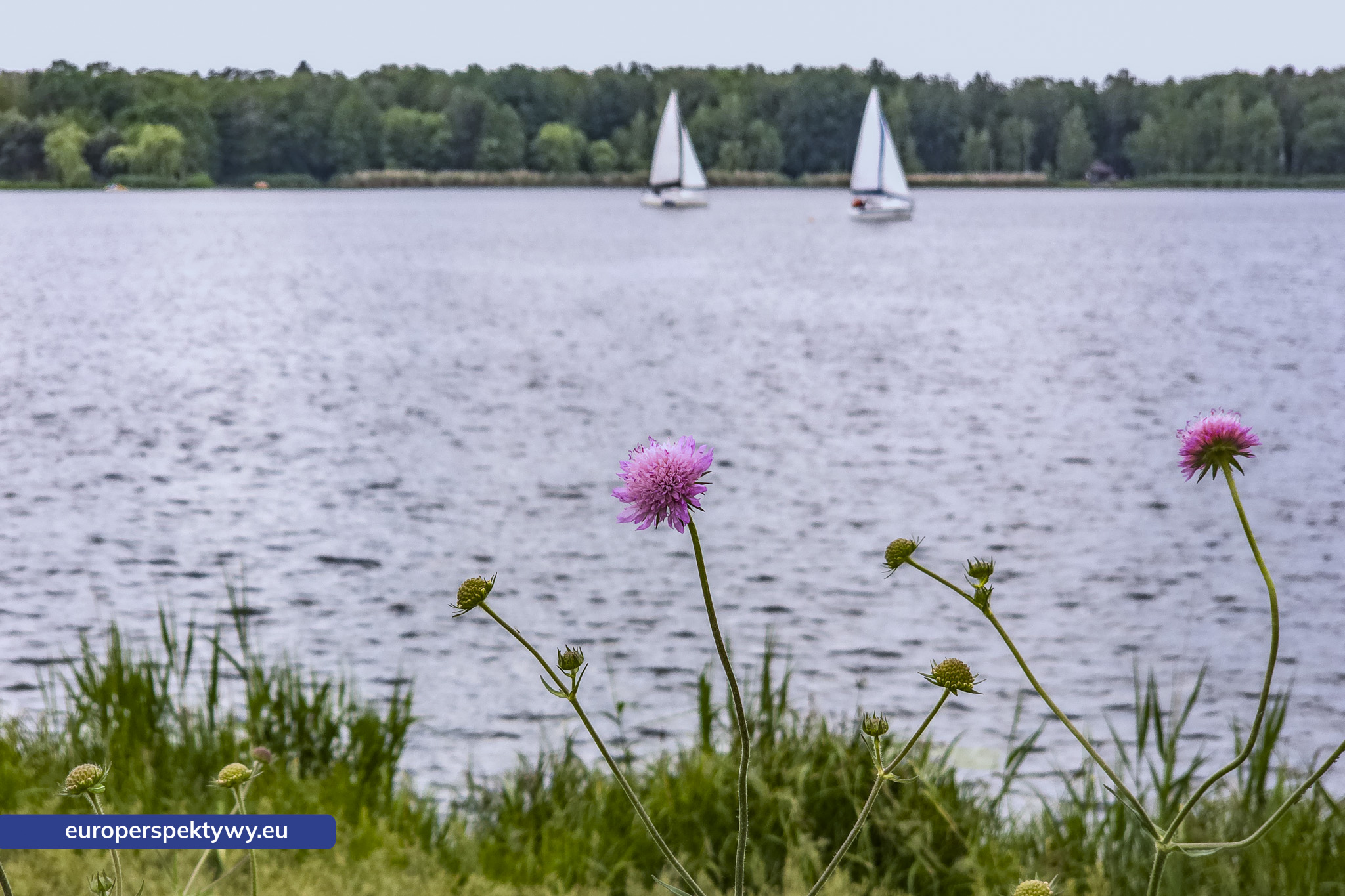 Europerspektywy Paprocany – zielona przestrzeń Tychów. Pomysł na spacer blisko natury [fotoreportaż]