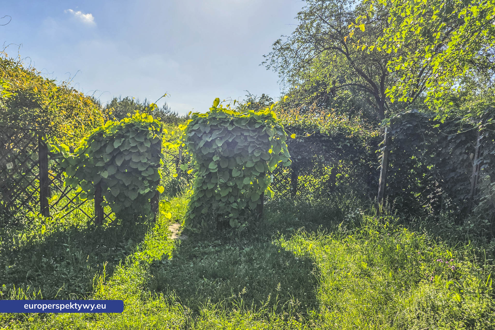 Europerspektywy Śląski Ogród Botaniczny – zielona przestrzeń, która uczy natury [fotoreportaż]