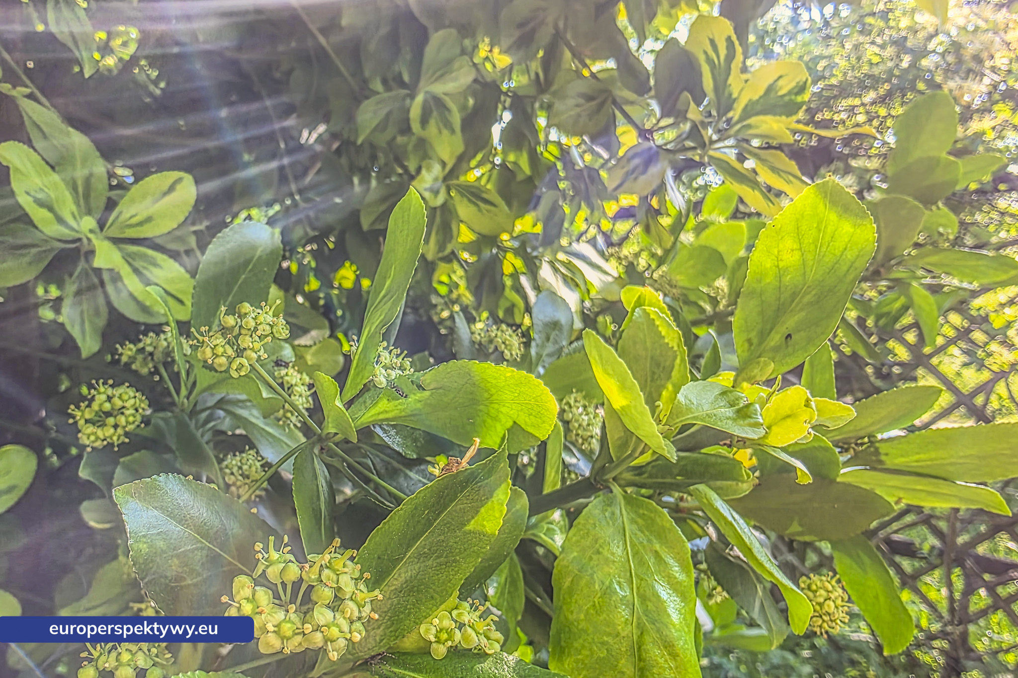 Europerspektywy Śląski Ogród Botaniczny – zielona przestrzeń, która uczy natury [fotoreportaż]