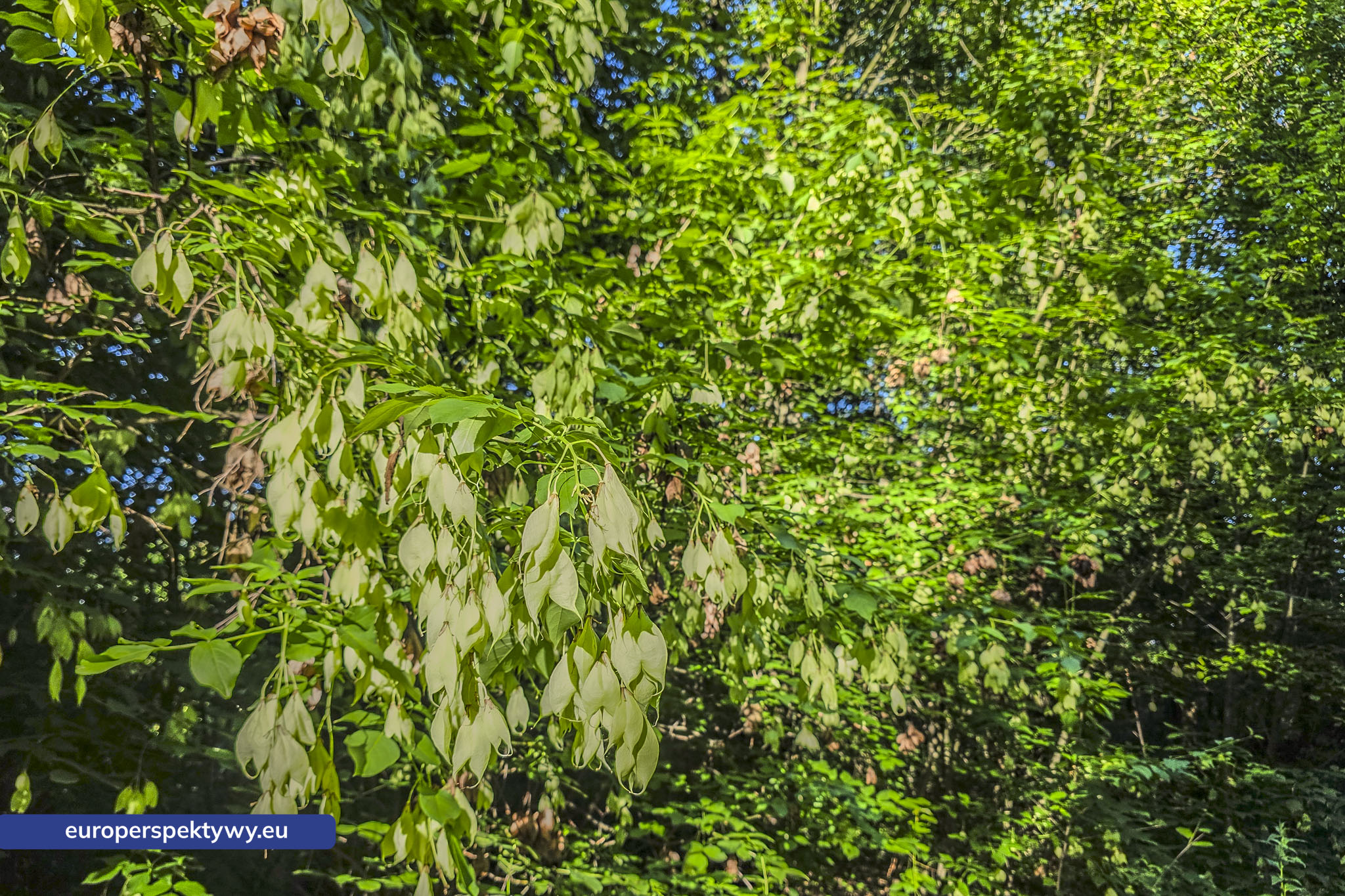 Europerspektywy Śląski Ogród Botaniczny – zielona przestrzeń, która uczy natury [fotoreportaż]